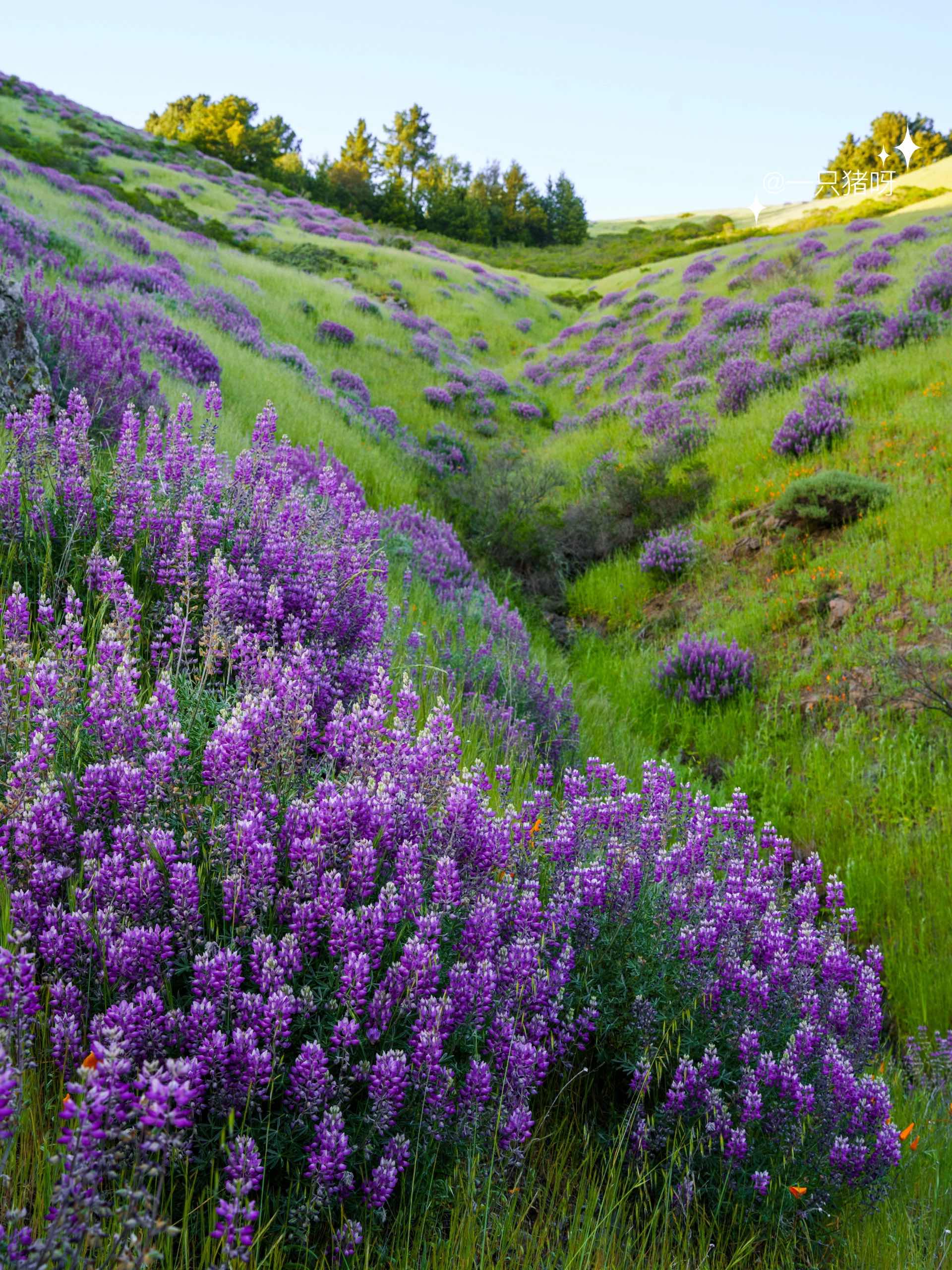 Bay Area Hiking to see the sea of lupines