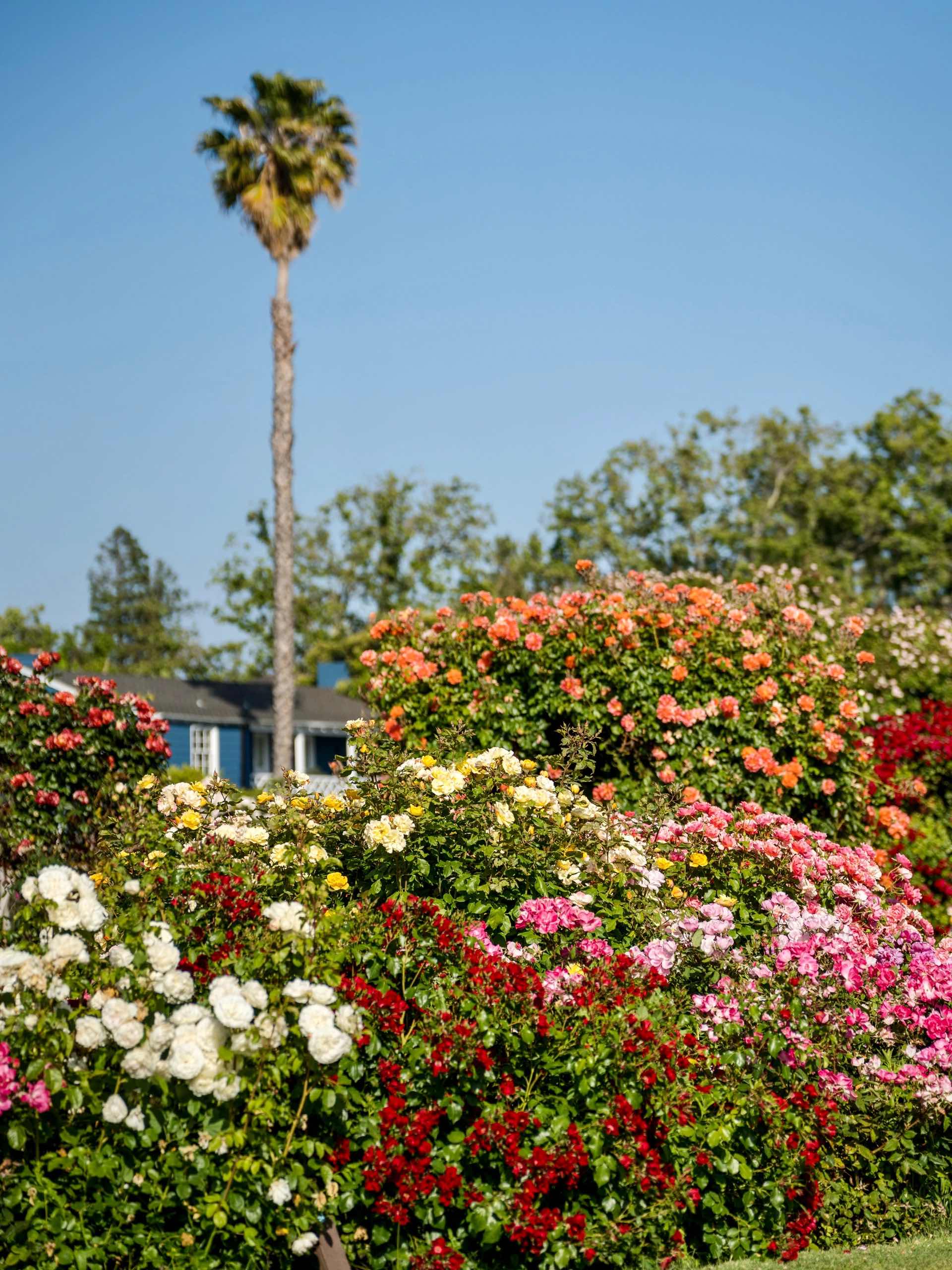 San Jose Rose Garden: A Midsummer Sea of Roses in the Bay Area