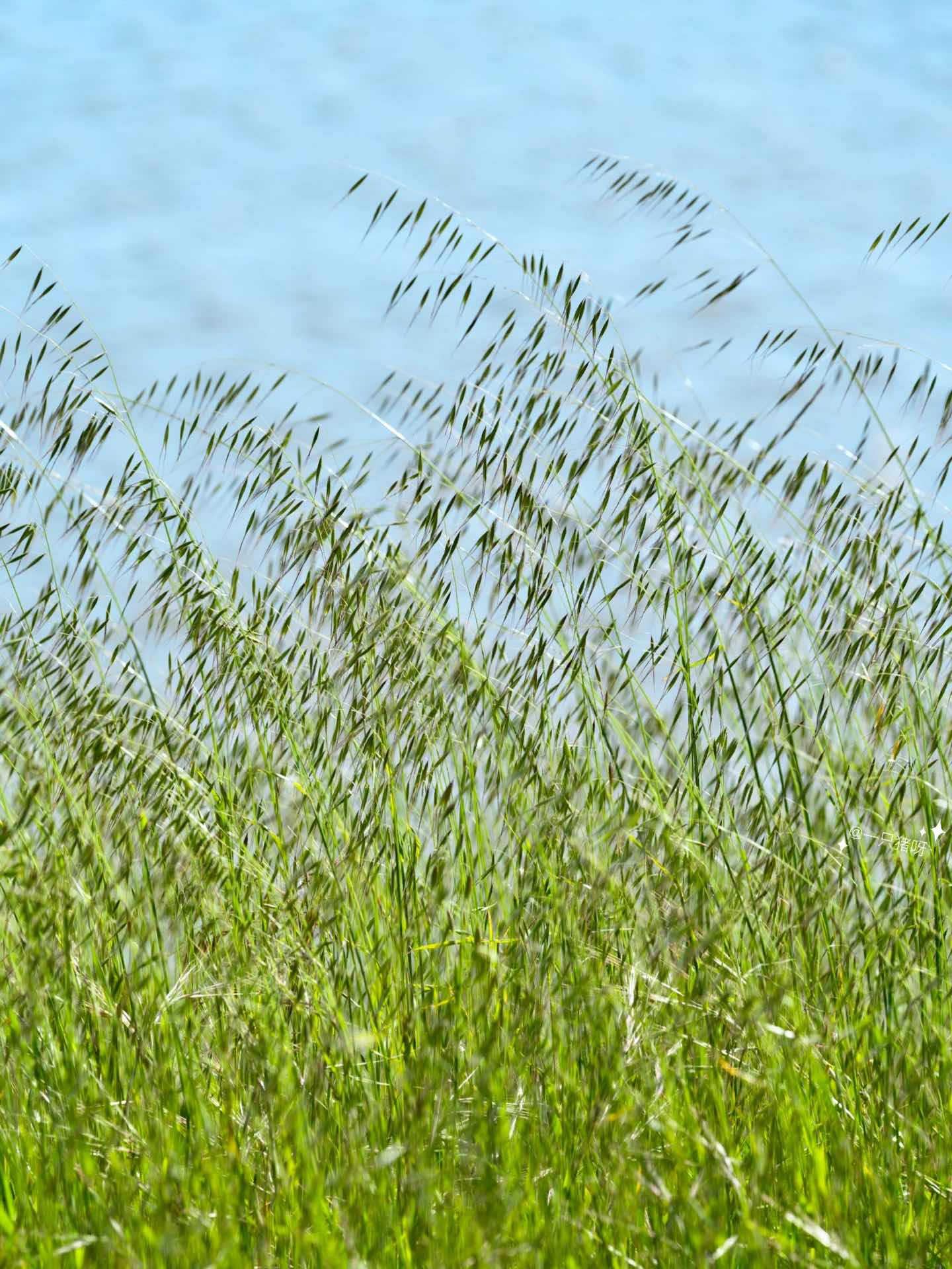 Bay Area Hiking with Blooming Wildflowers