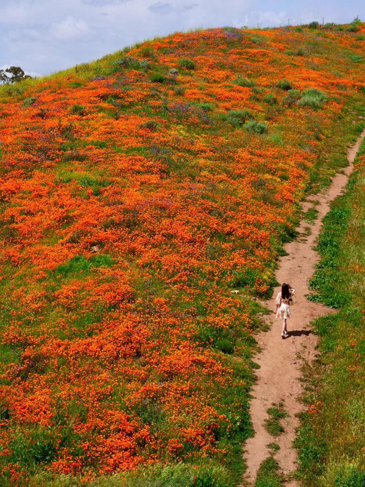 Free & Less Crowded Spots for Superbloom Appreciation in California