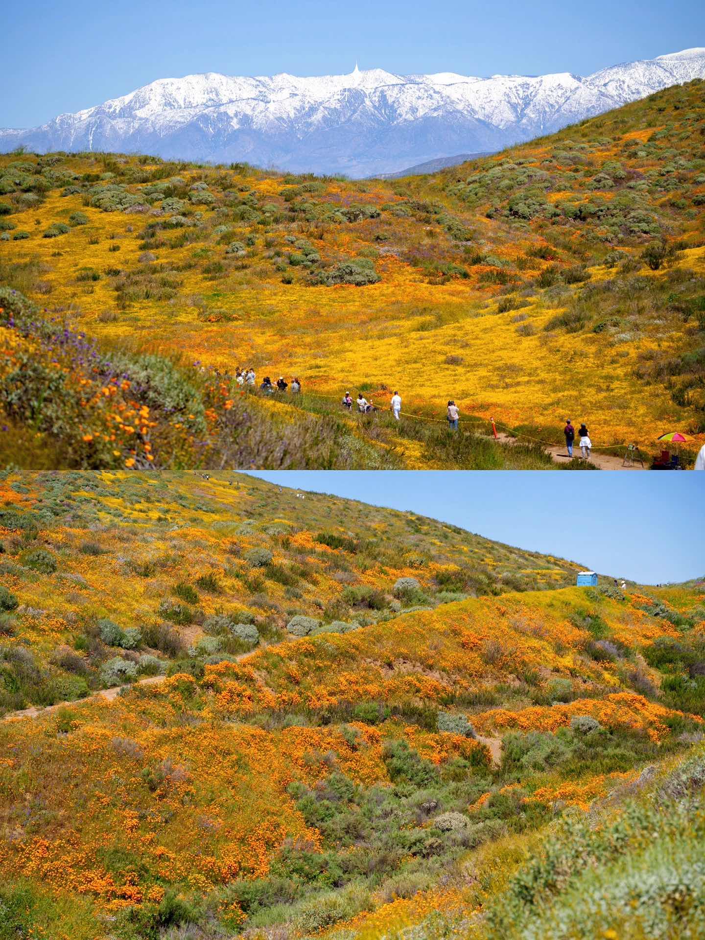 California Wildflower Superbloom Meets Lake Views
