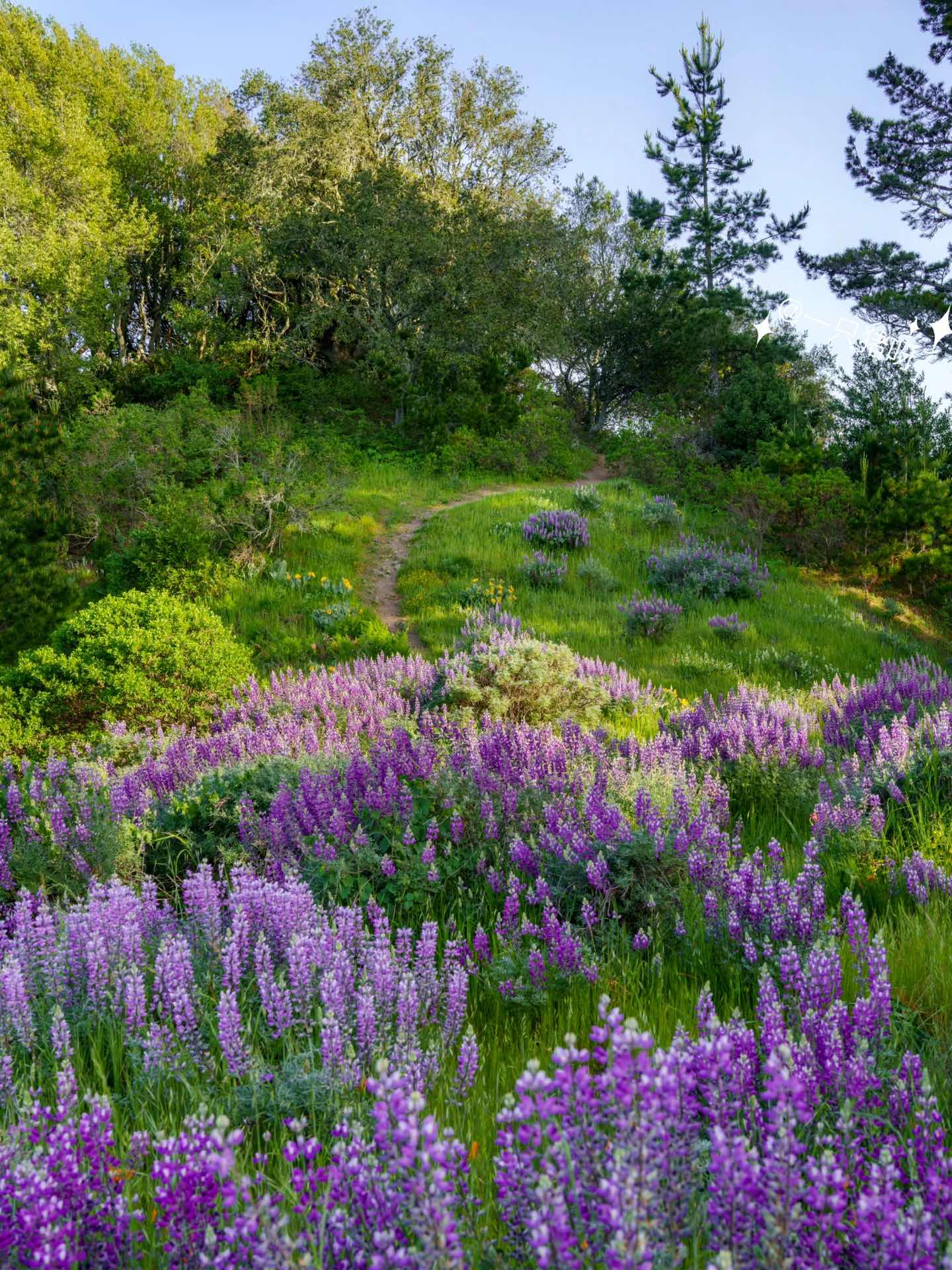 Bay Area Hiking to see the sea of lupines
