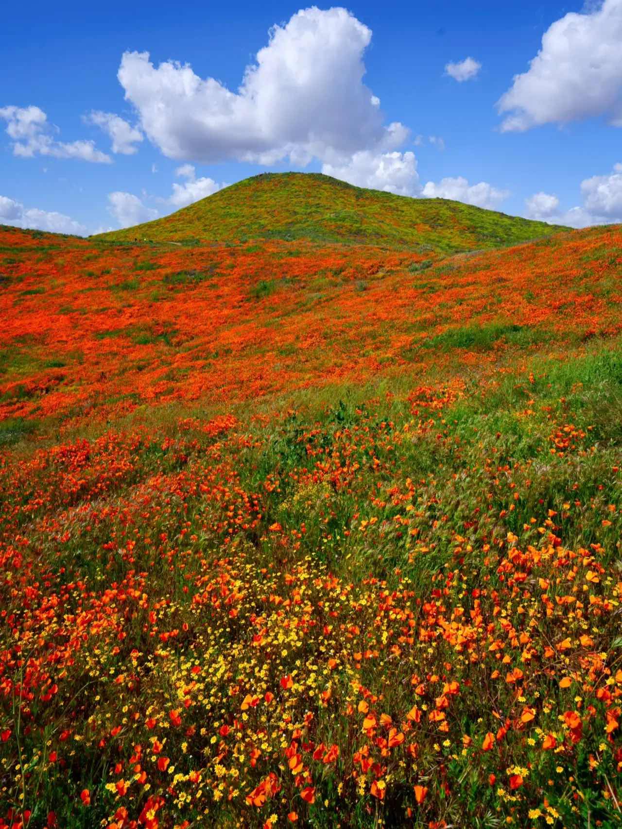 Free & Less Crowded Spots for Superbloom Appreciation in California