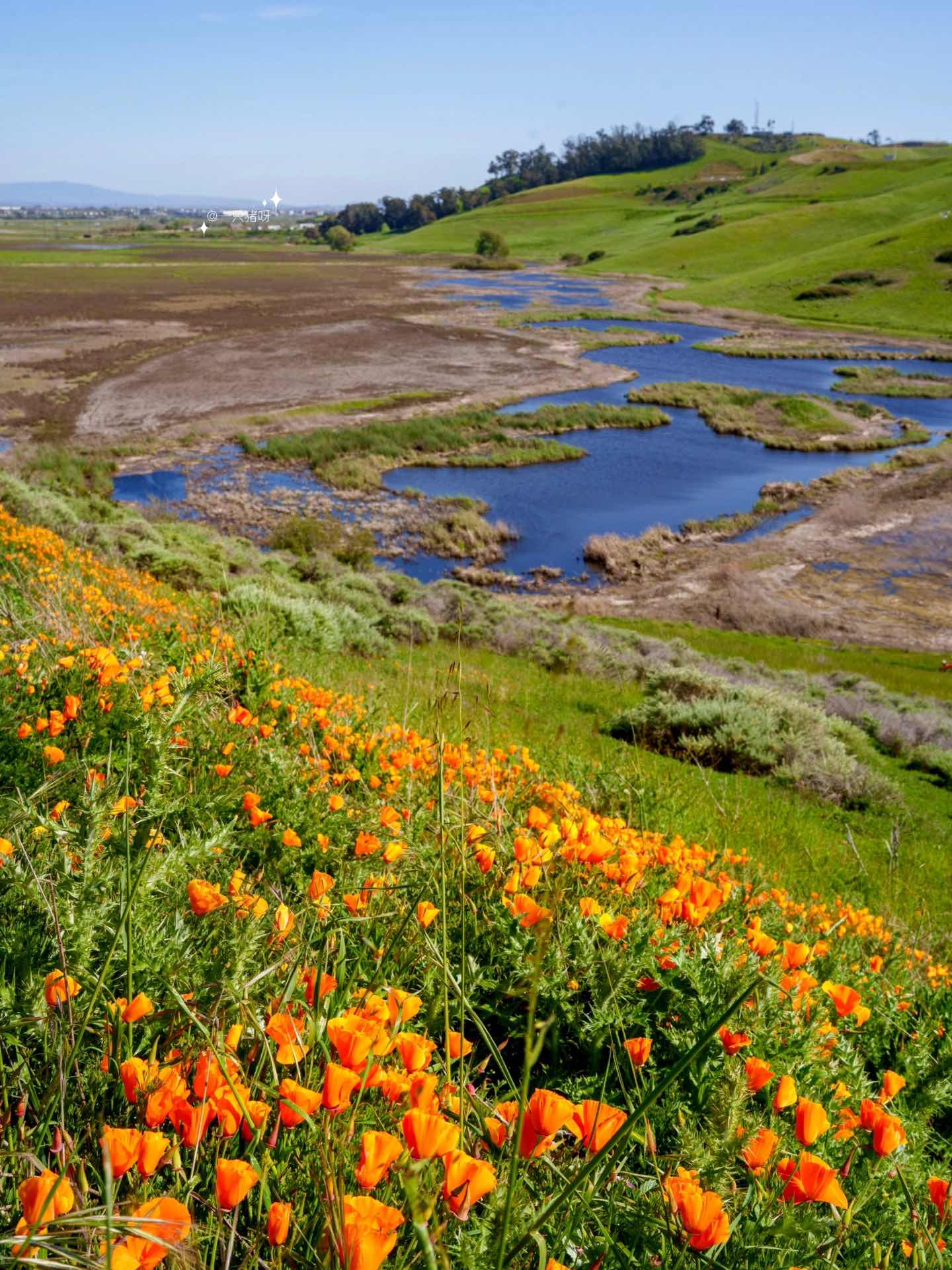 Bay Area Hiking with Blooming Wildflowers