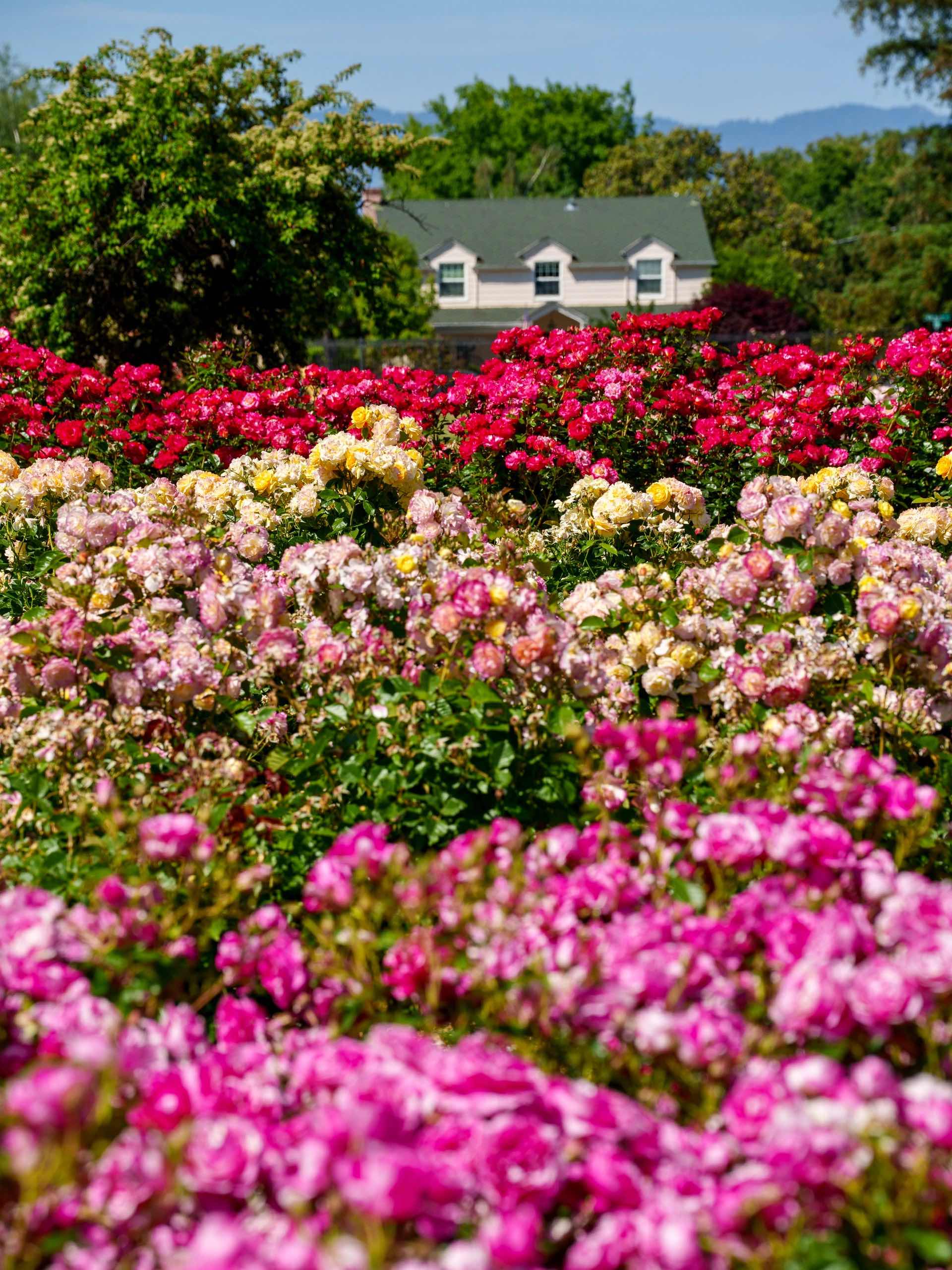 San Jose Rose Garden: A Midsummer Sea of Roses in the Bay Area