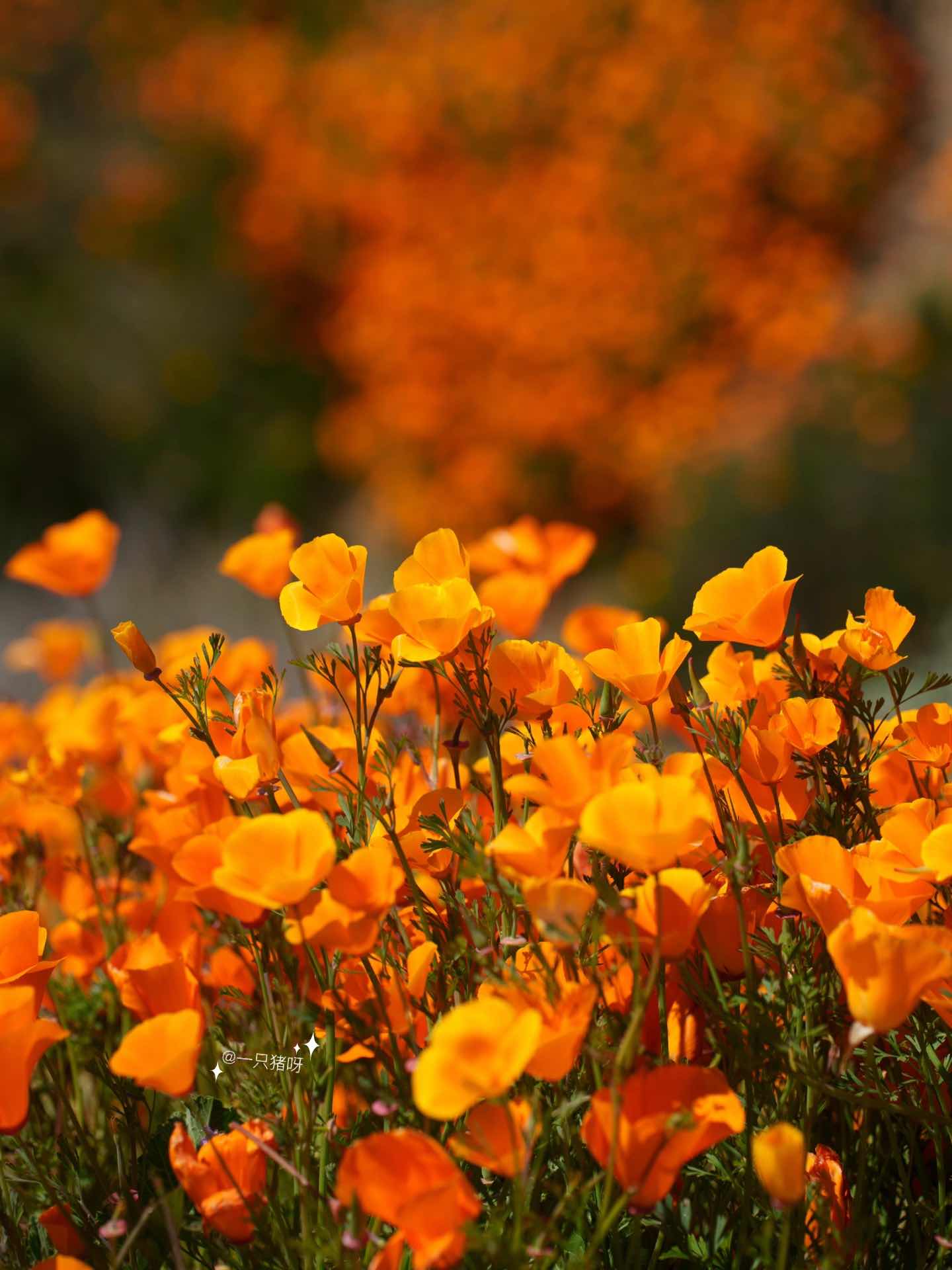 California Wildflower Superbloom Meets Lake Views