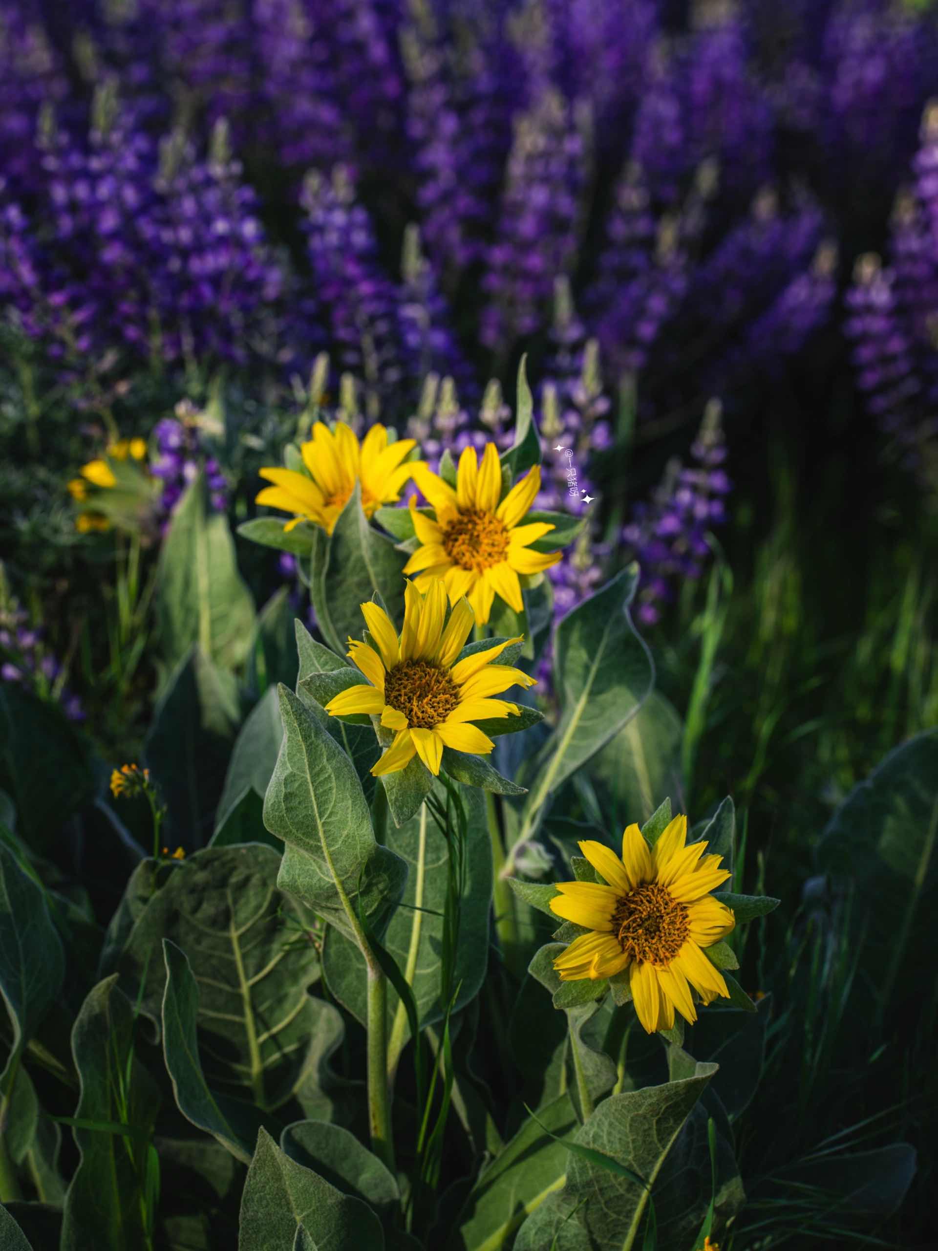 Bay Area Hiking to see the sea of lupines