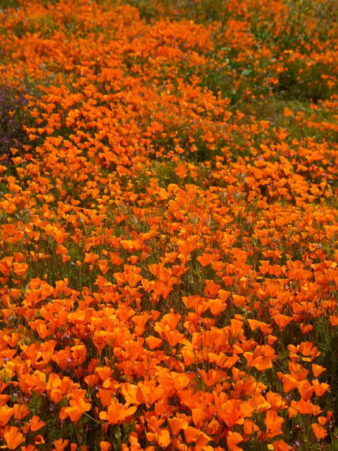Free & Less Crowded Spots for Superbloom Appreciation in California