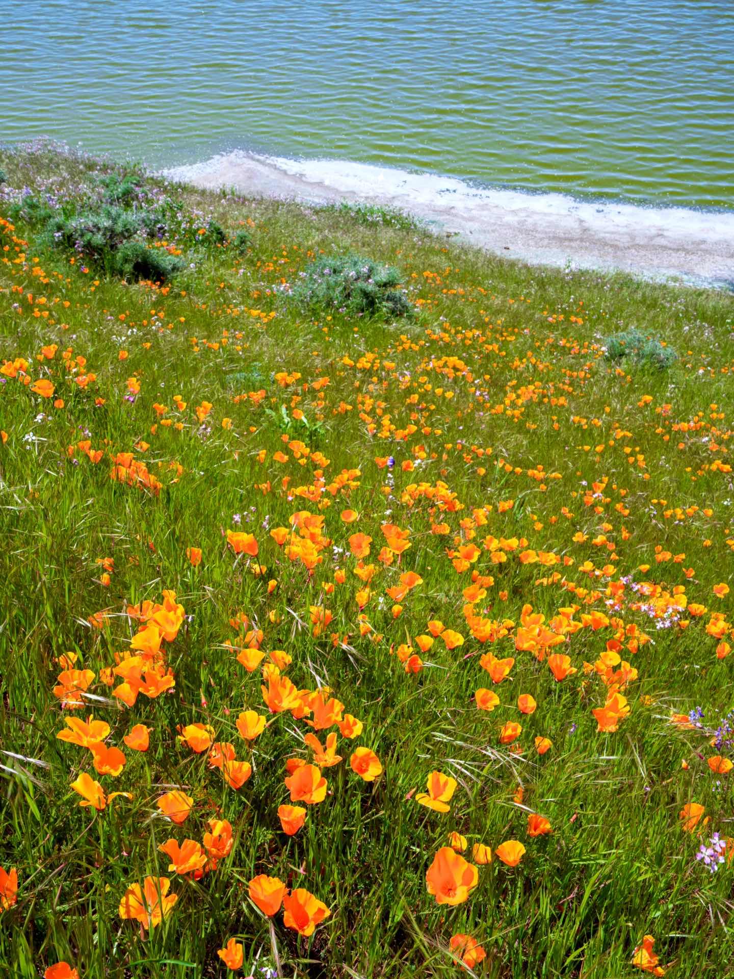 Bay Area Hiking with Blooming Wildflowers