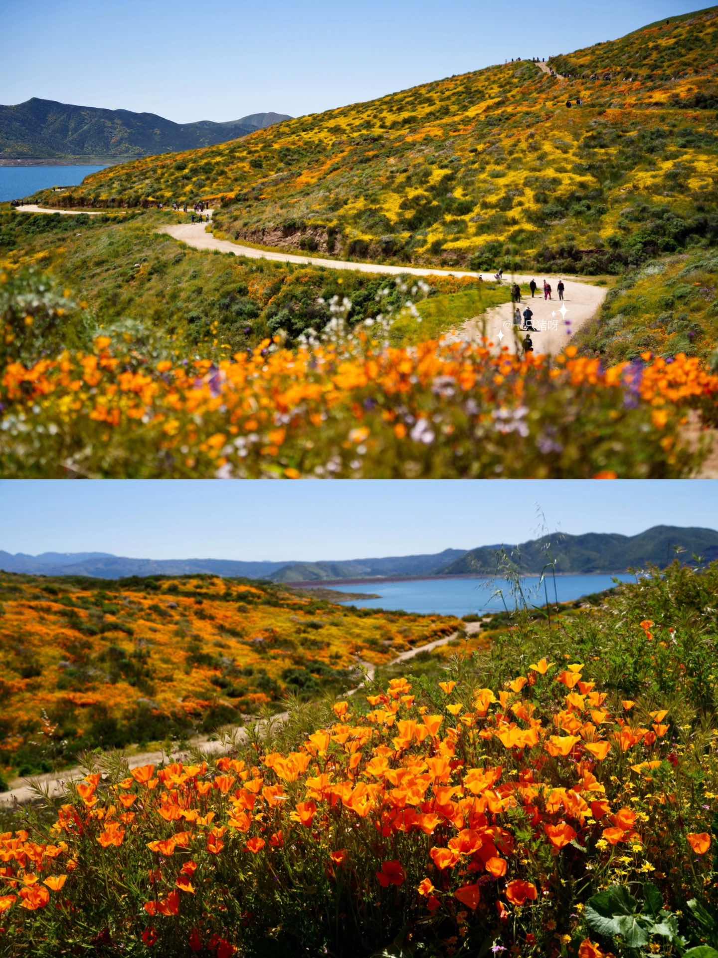 California Wildflower Superbloom Meets Lake Views