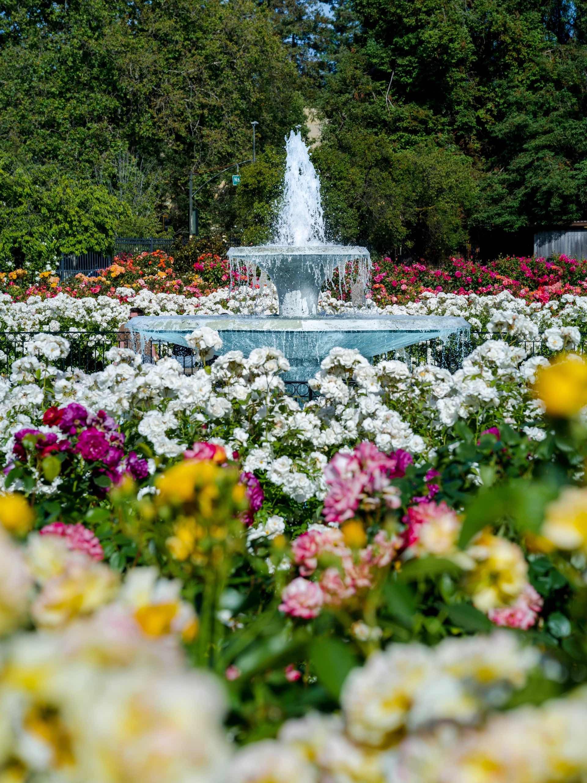 San Jose Rose Garden: A Midsummer Sea of Roses in the Bay Area