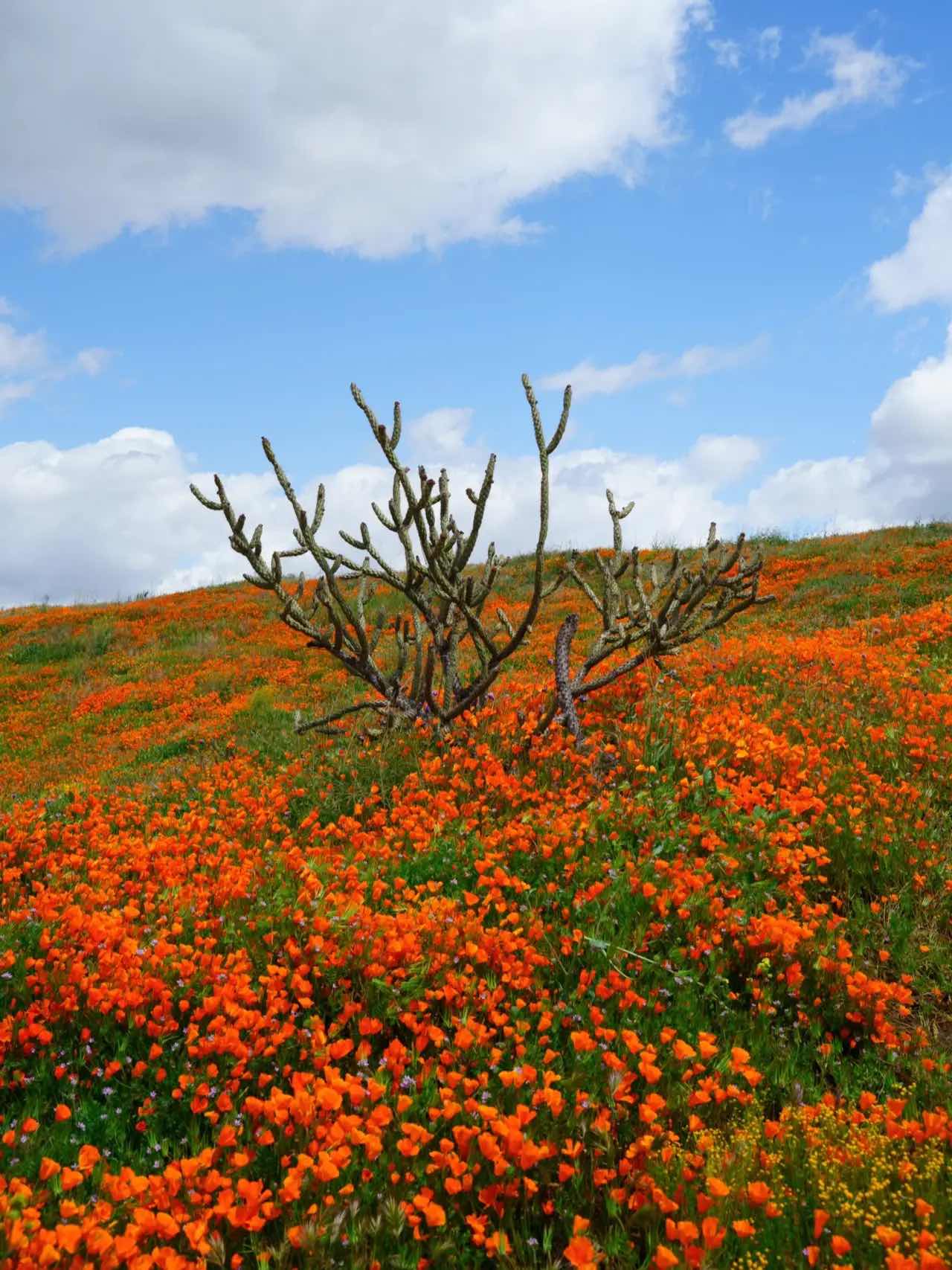 Free & Less Crowded Spots for Superbloom Appreciation in California
