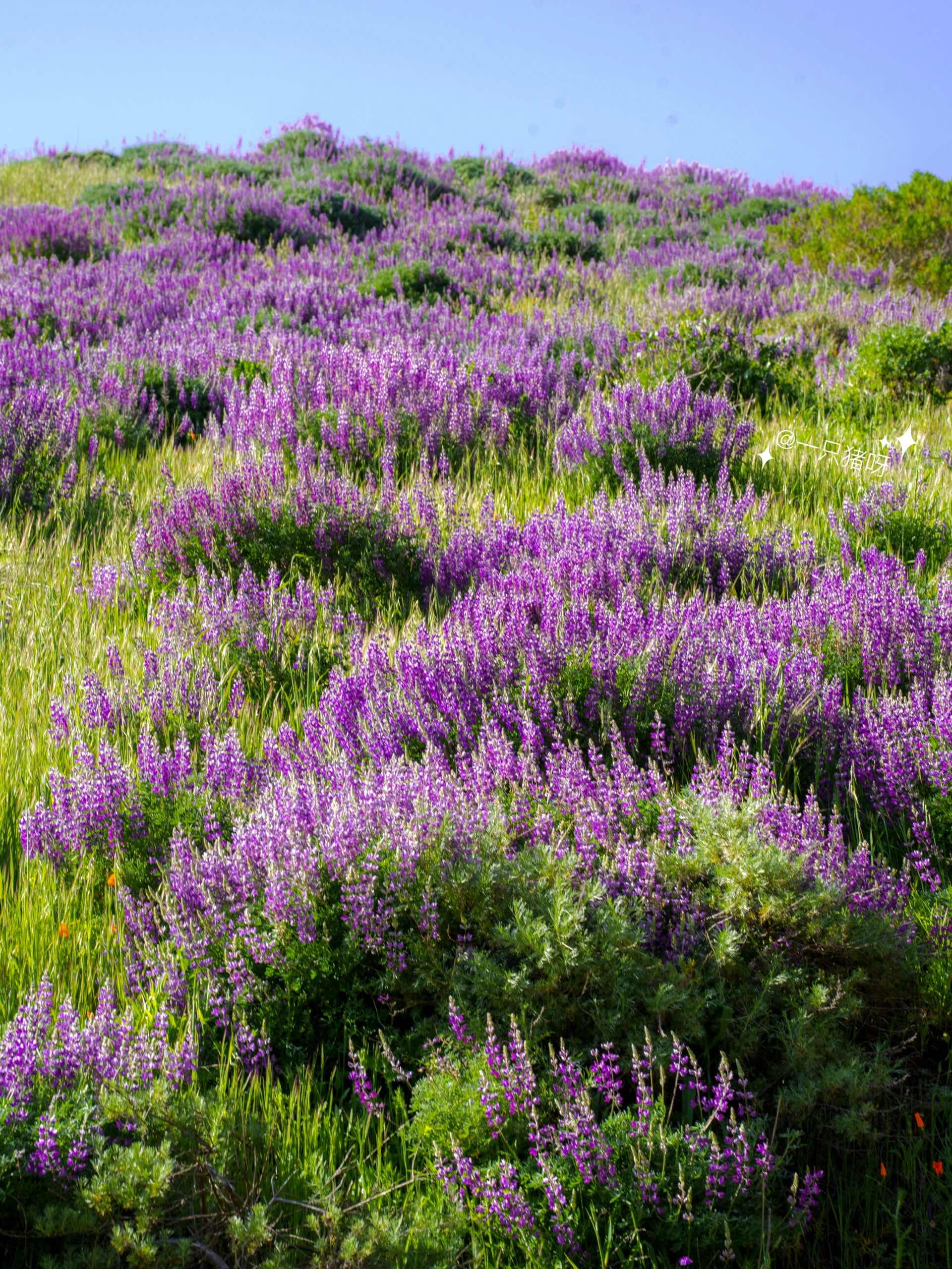 Bay Area Hiking to see the sea of lupines