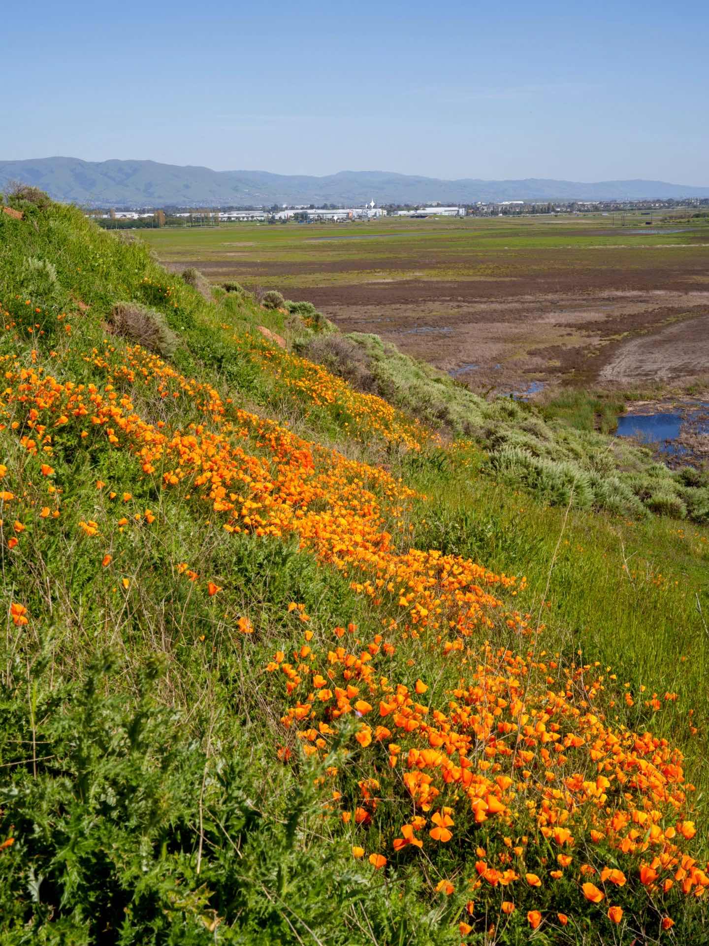 Bay Area Hiking with Blooming Wildflowers