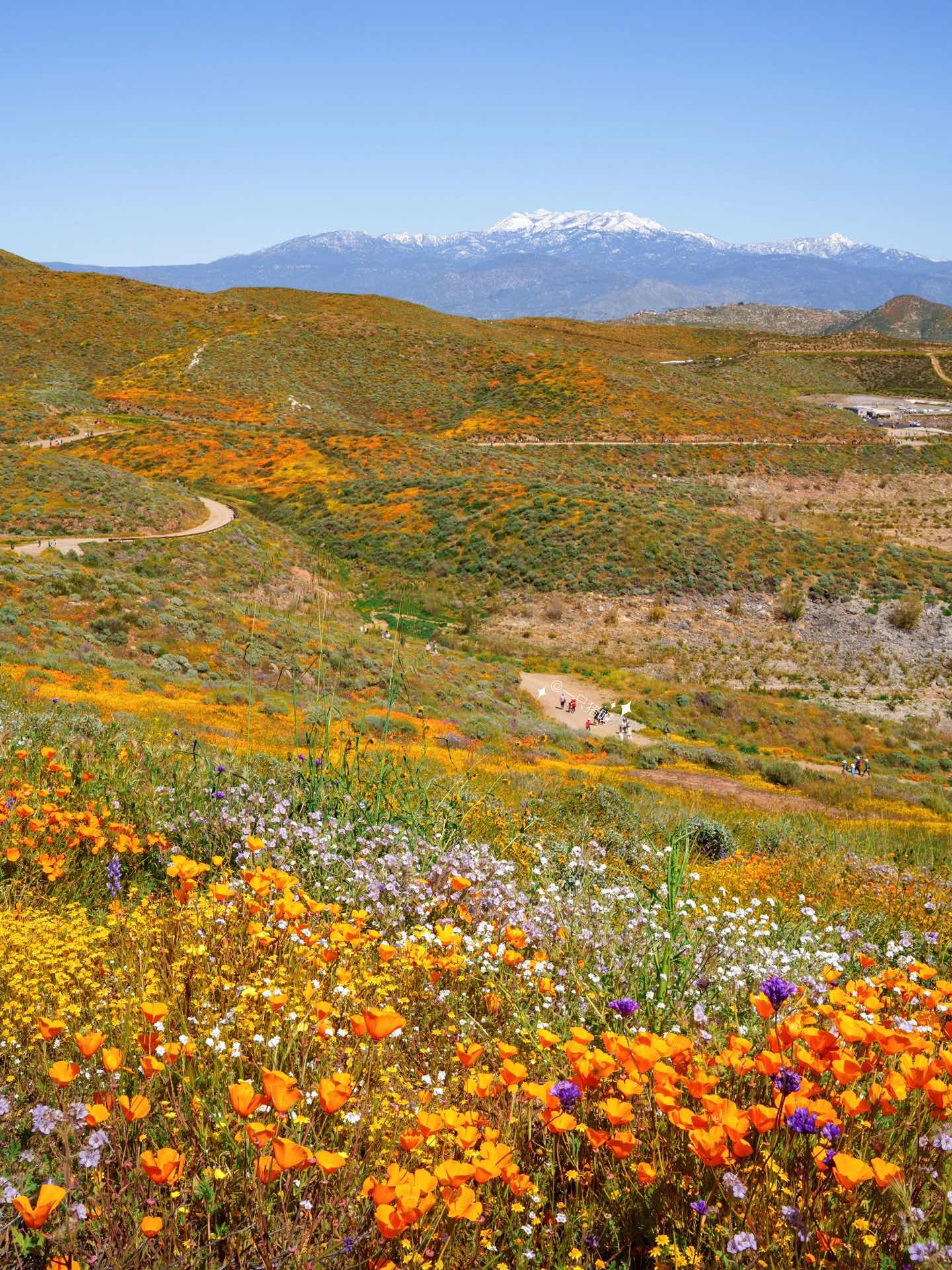 California Wildflower Superbloom Meets Lake Views