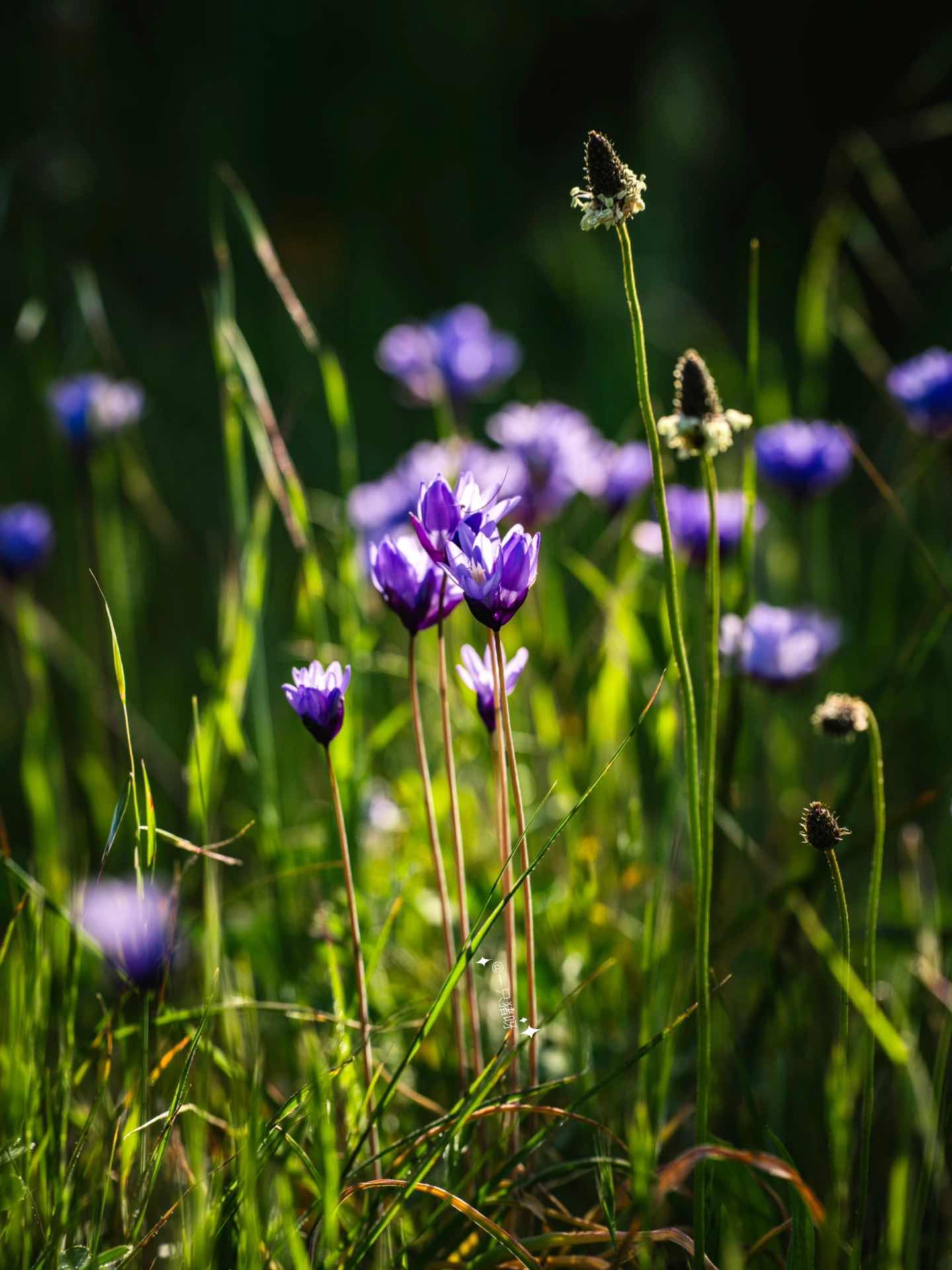 Bay Area Hiking to see the sea of lupines