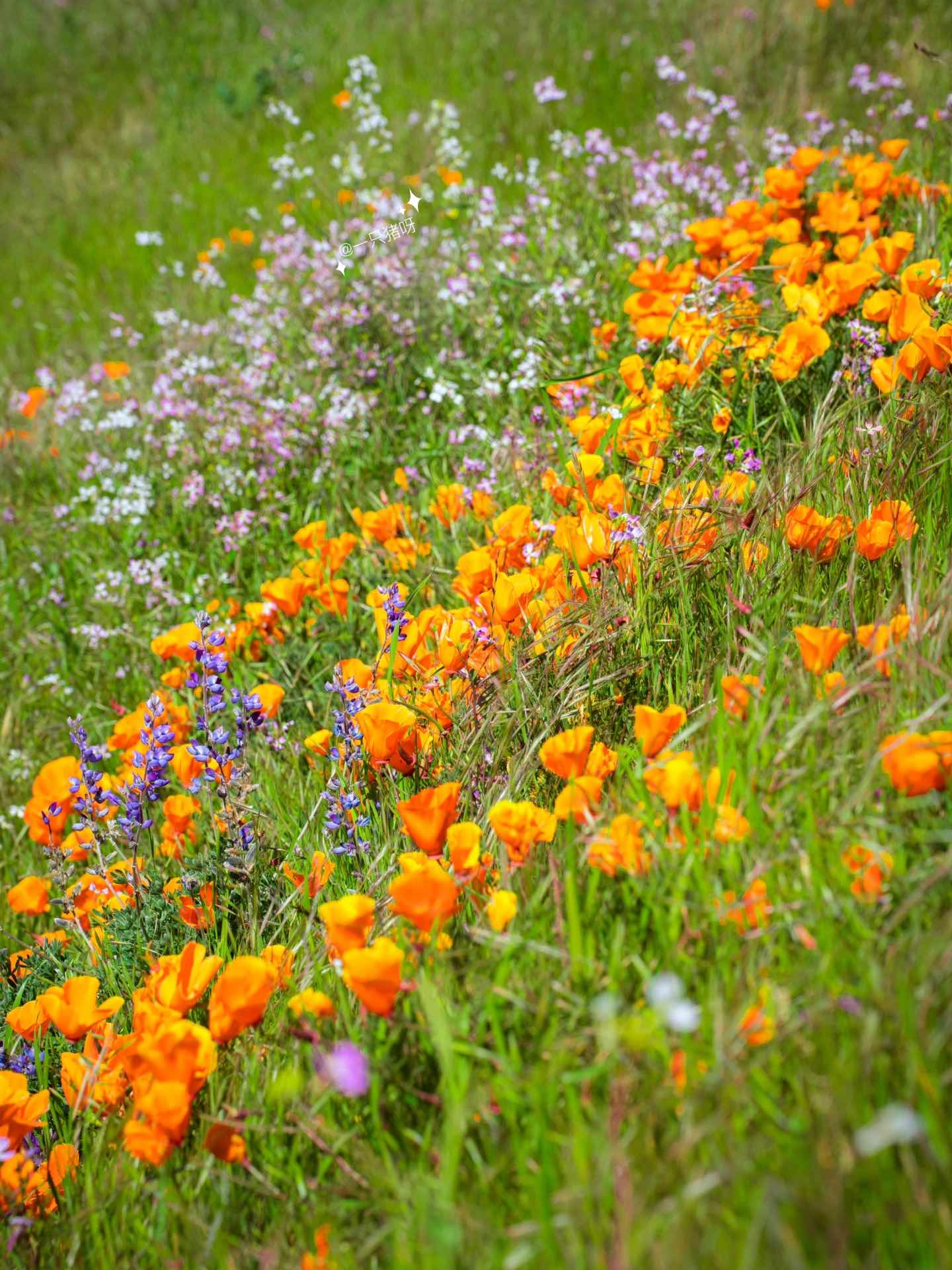 Bay Area Hiking with Blooming Wildflowers