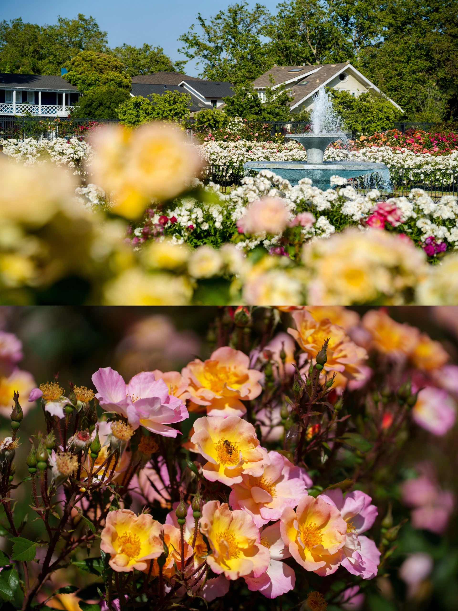 San Jose Rose Garden: A Midsummer Sea of Roses in the Bay Area