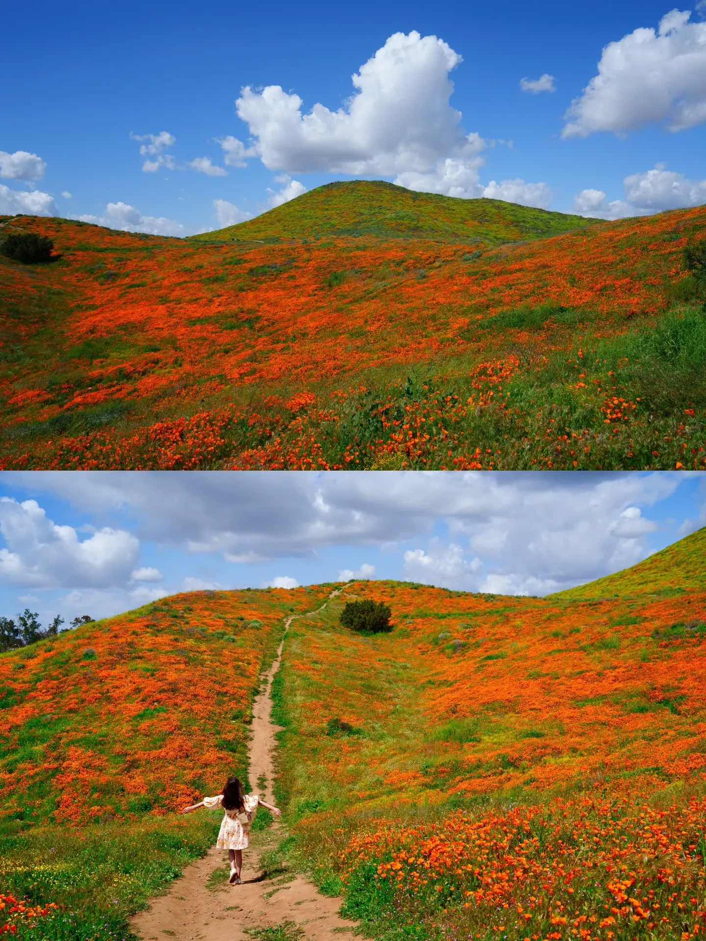 Free & Less Crowded Spots for Superbloom Appreciation in California