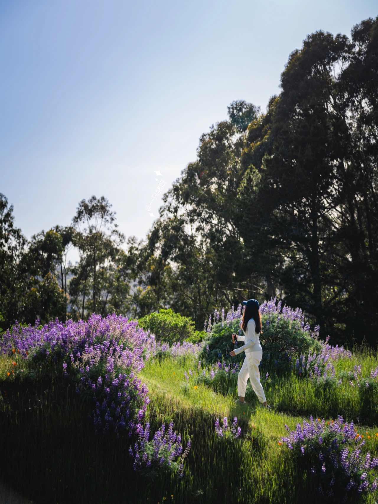 Bay Area Hiking to see the sea of lupines