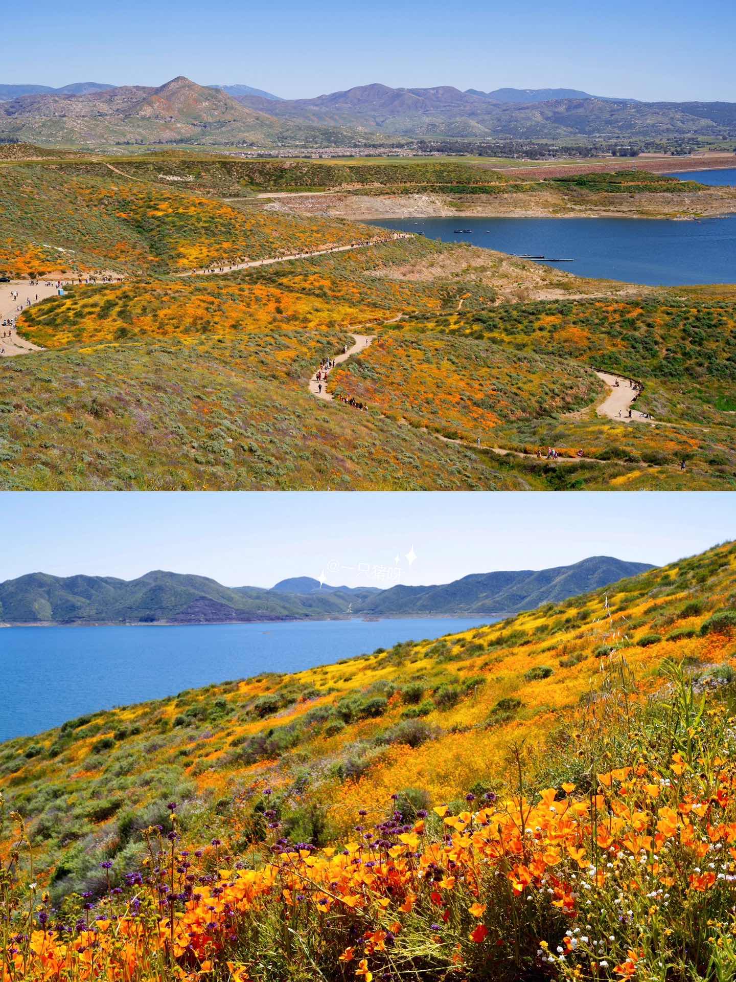 California Wildflower Superbloom Meets Lake Views
