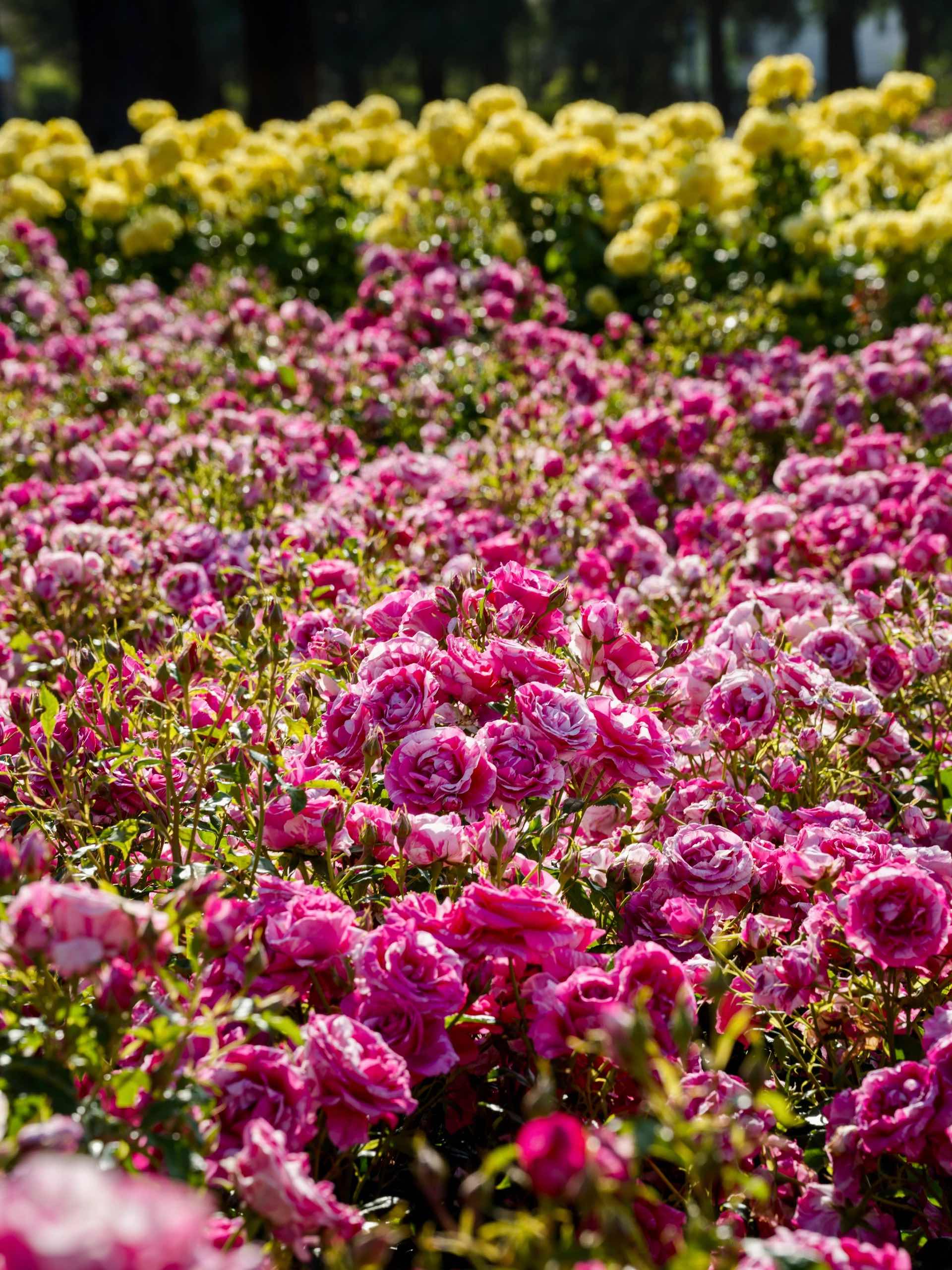 San Jose Rose Garden: A Midsummer Sea of Roses in the Bay Area