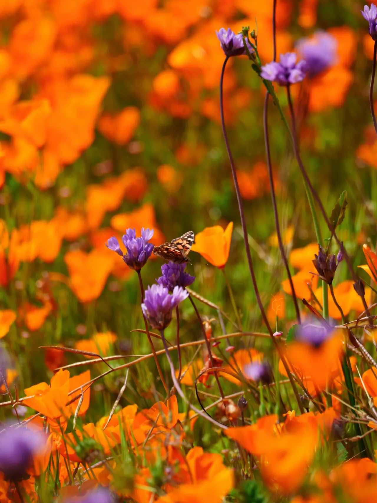 Free & Less Crowded Spots for Superbloom Appreciation in California