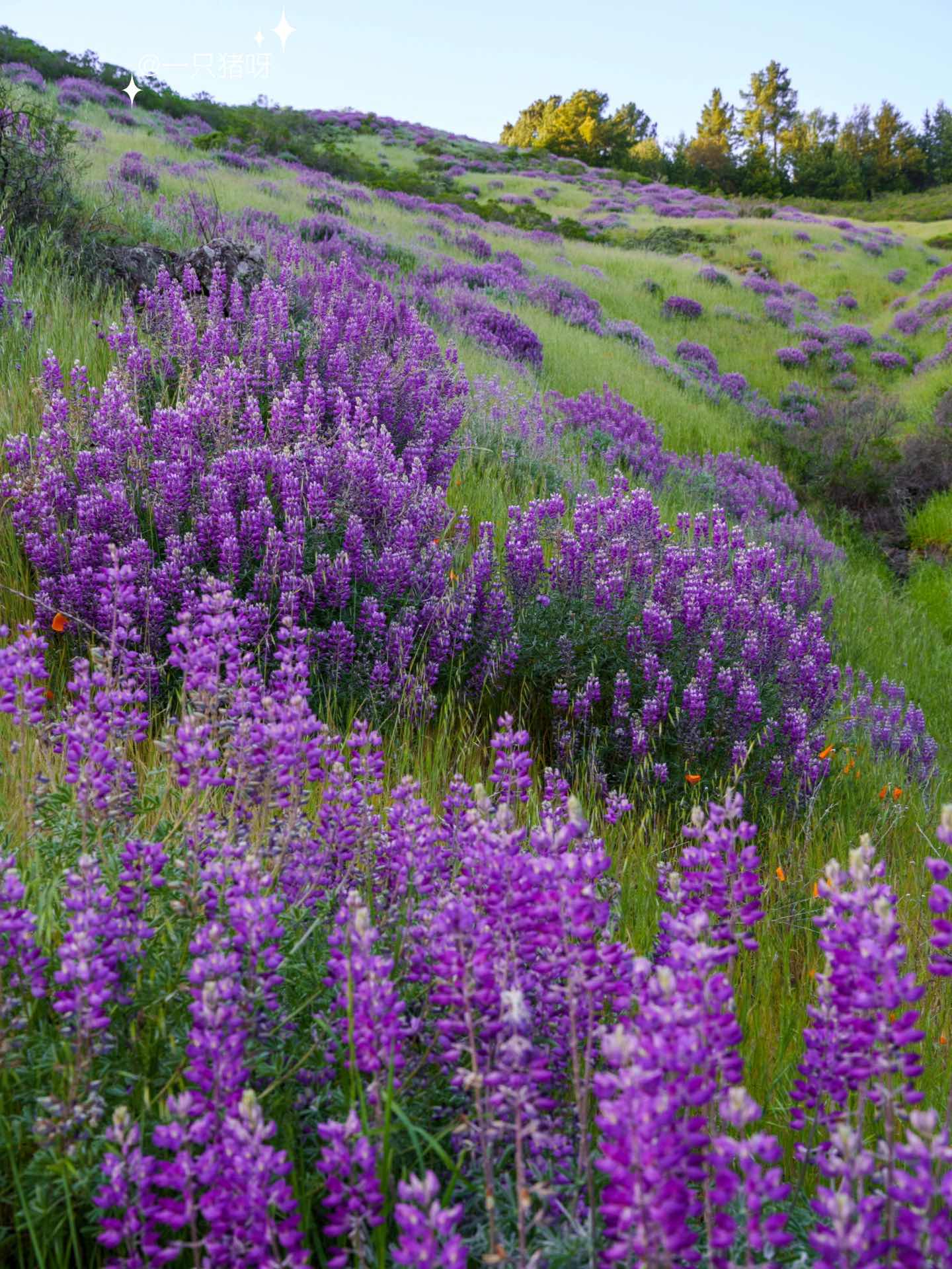 Bay Area Hiking to see the sea of lupines