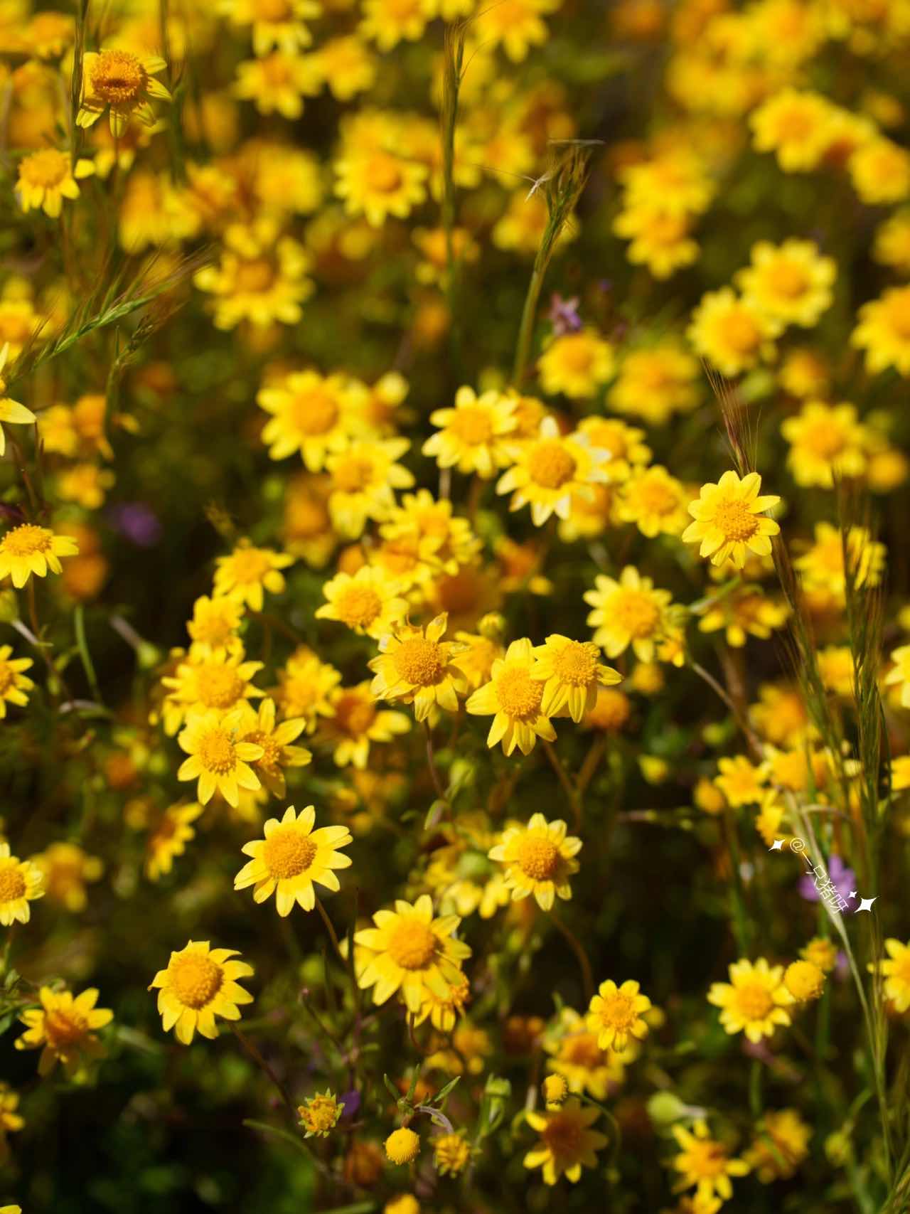 California Wildflower Superbloom Meets Lake Views