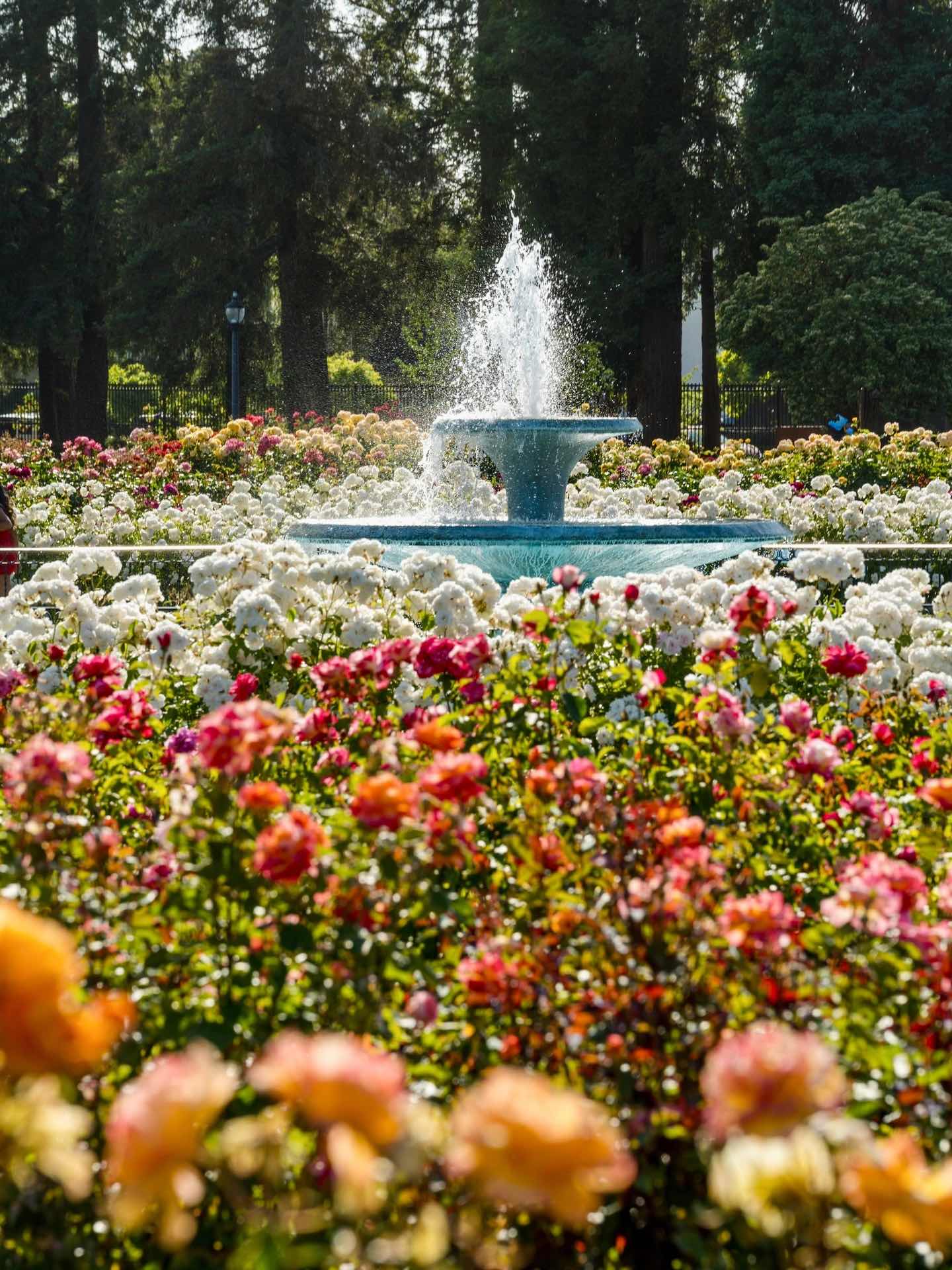 San Jose Rose Garden: A Midsummer Sea of Roses in the Bay Area