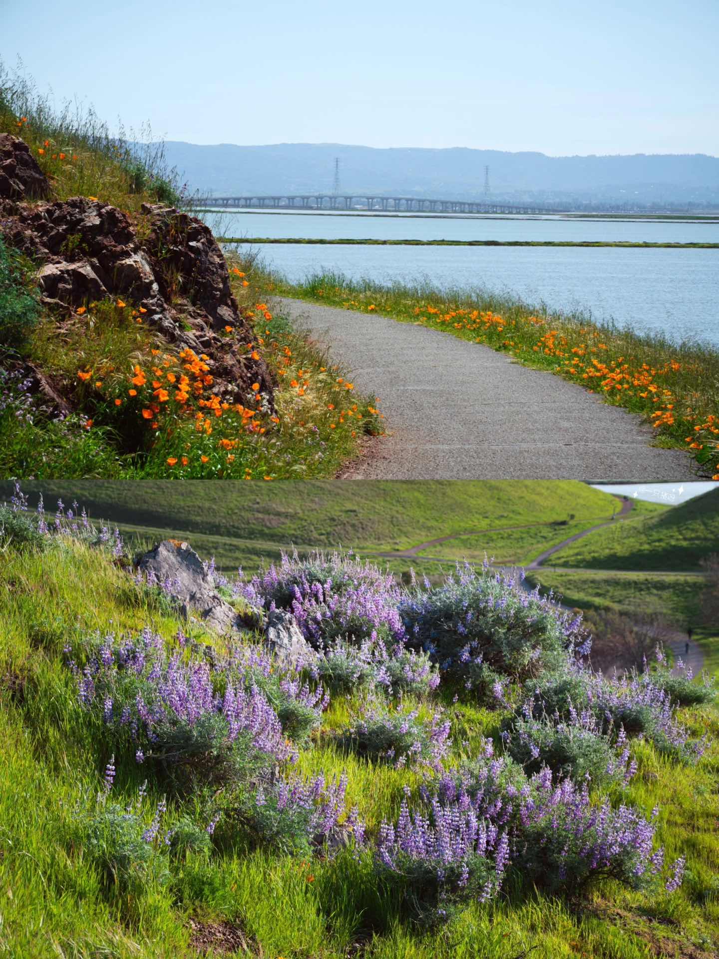 Bay Area Hiking with Blooming Wildflowers