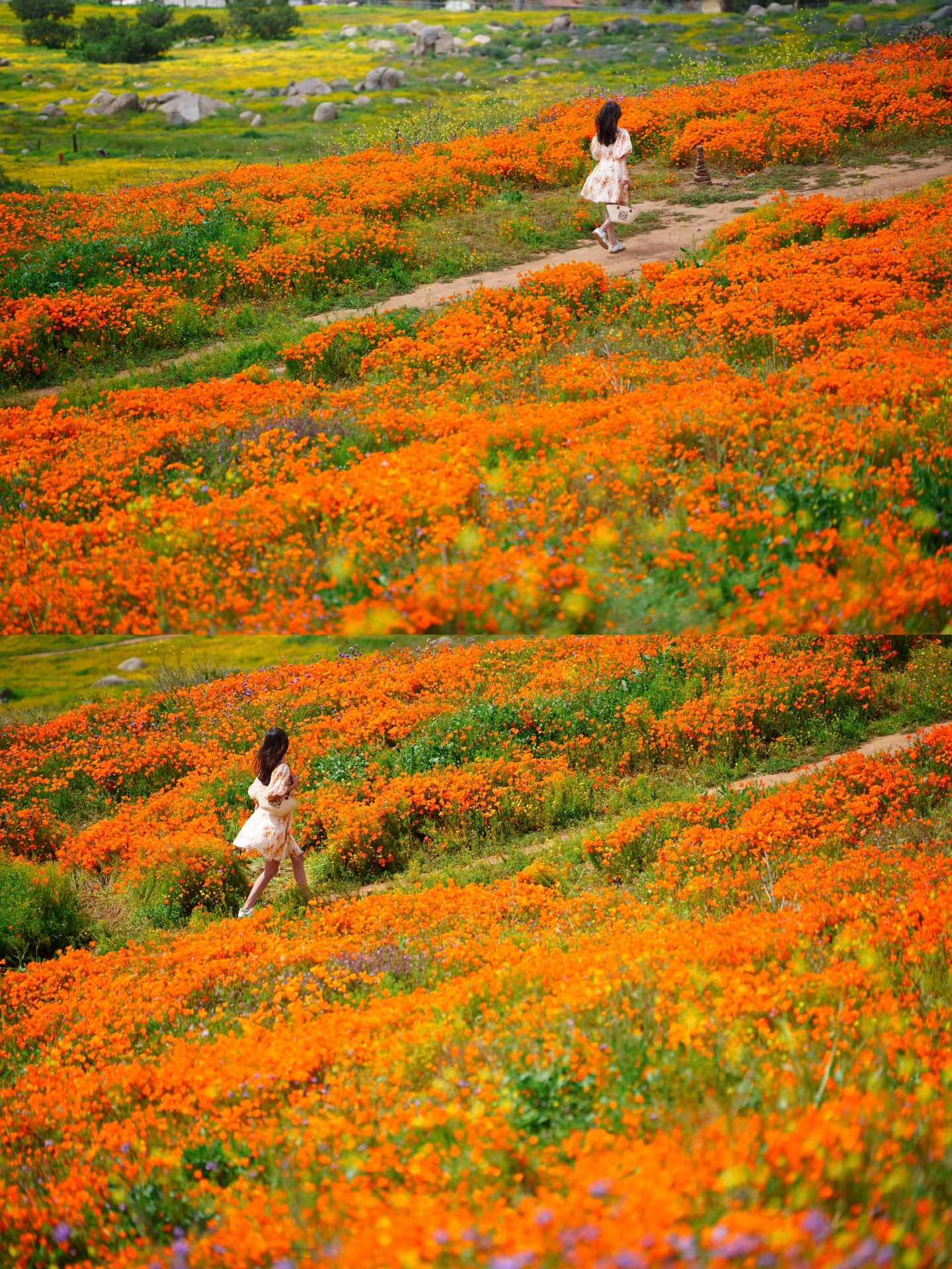 Free & Less Crowded Spots for Superbloom Appreciation in California