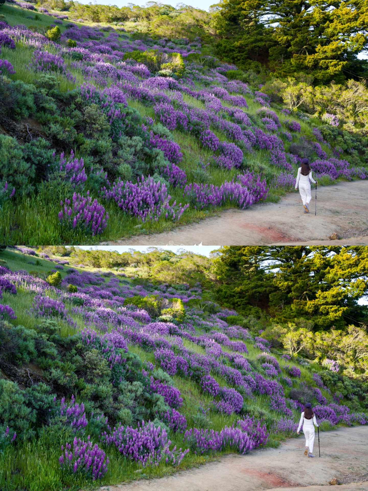 Bay Area Hiking to see the sea of lupines