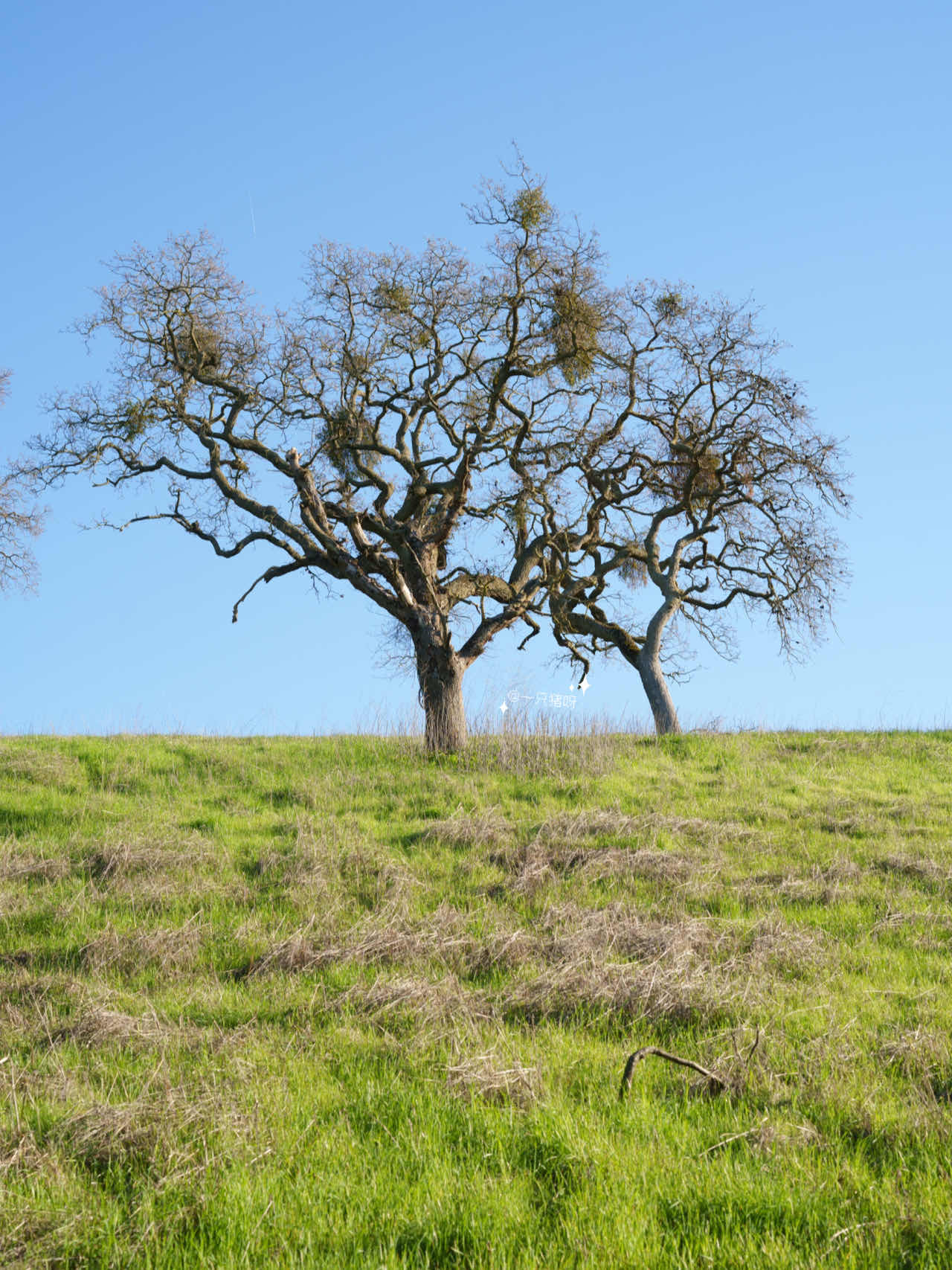Bay Area Hiking: Discover a Mini Switzerland with Less Crowds