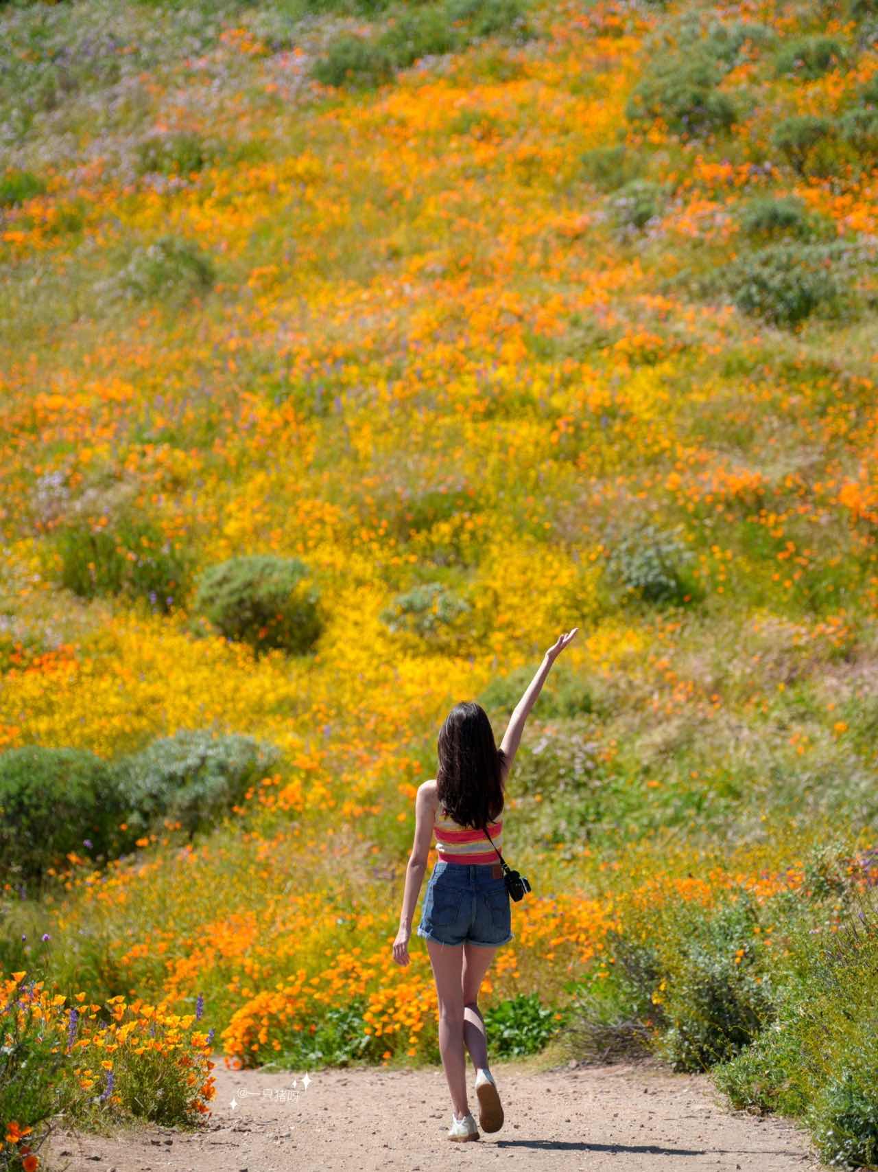 California Wildflower Superbloom Meets Lake Views