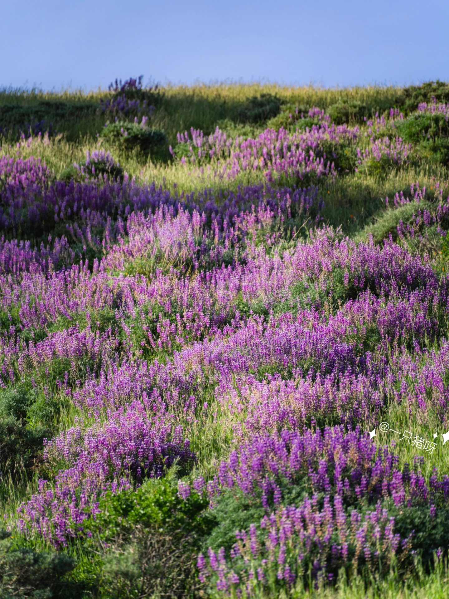 Bay Area Hiking to see the sea of lupines