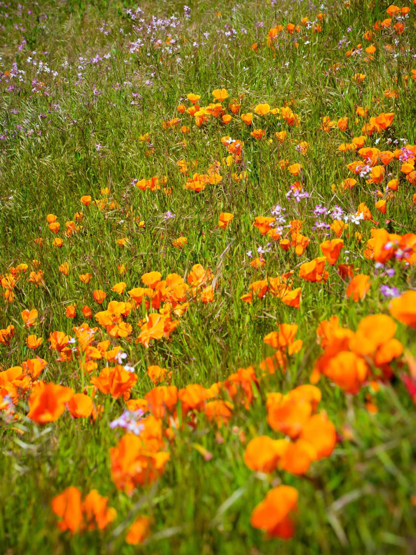 Bay Area Hiking with Blooming Wildflowers