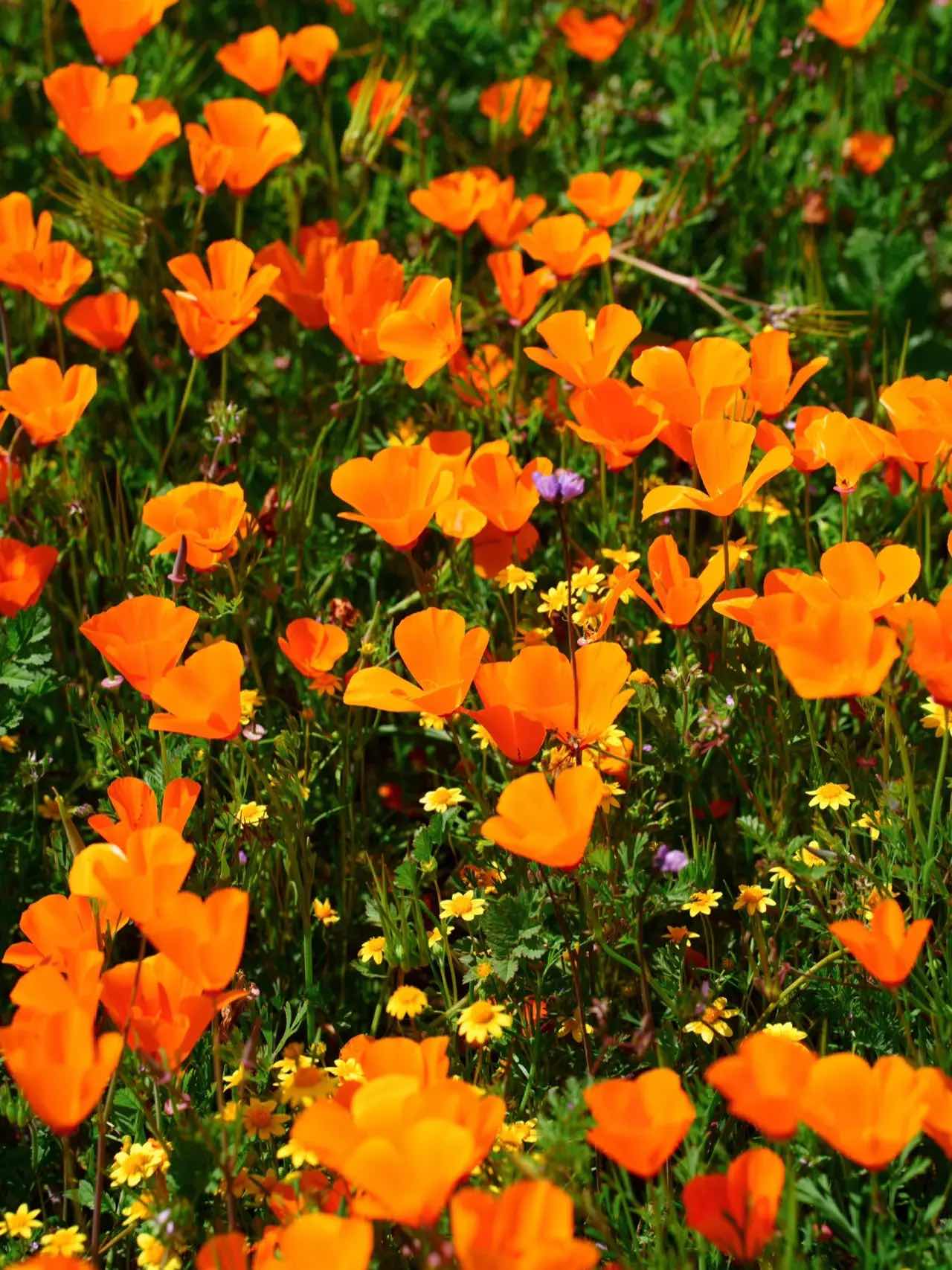 Free & Less Crowded Spots for Superbloom Appreciation in California
