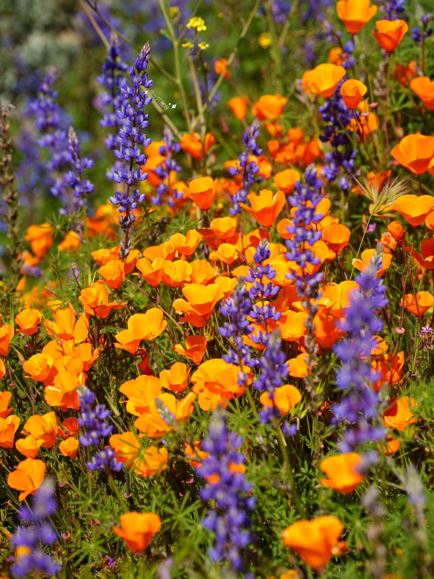 California Wildflower Superbloom Meets Lake Views