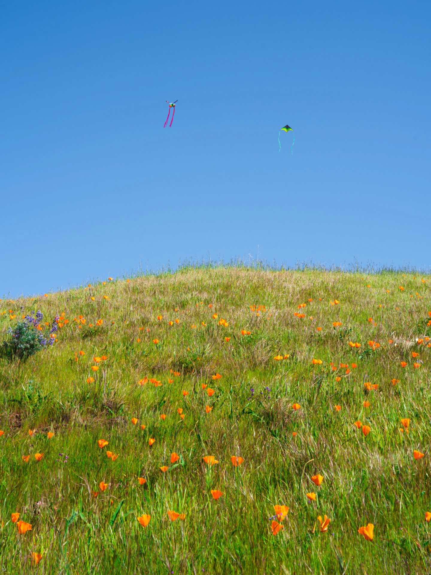 Bay Area Hiking with Blooming Wildflowers
