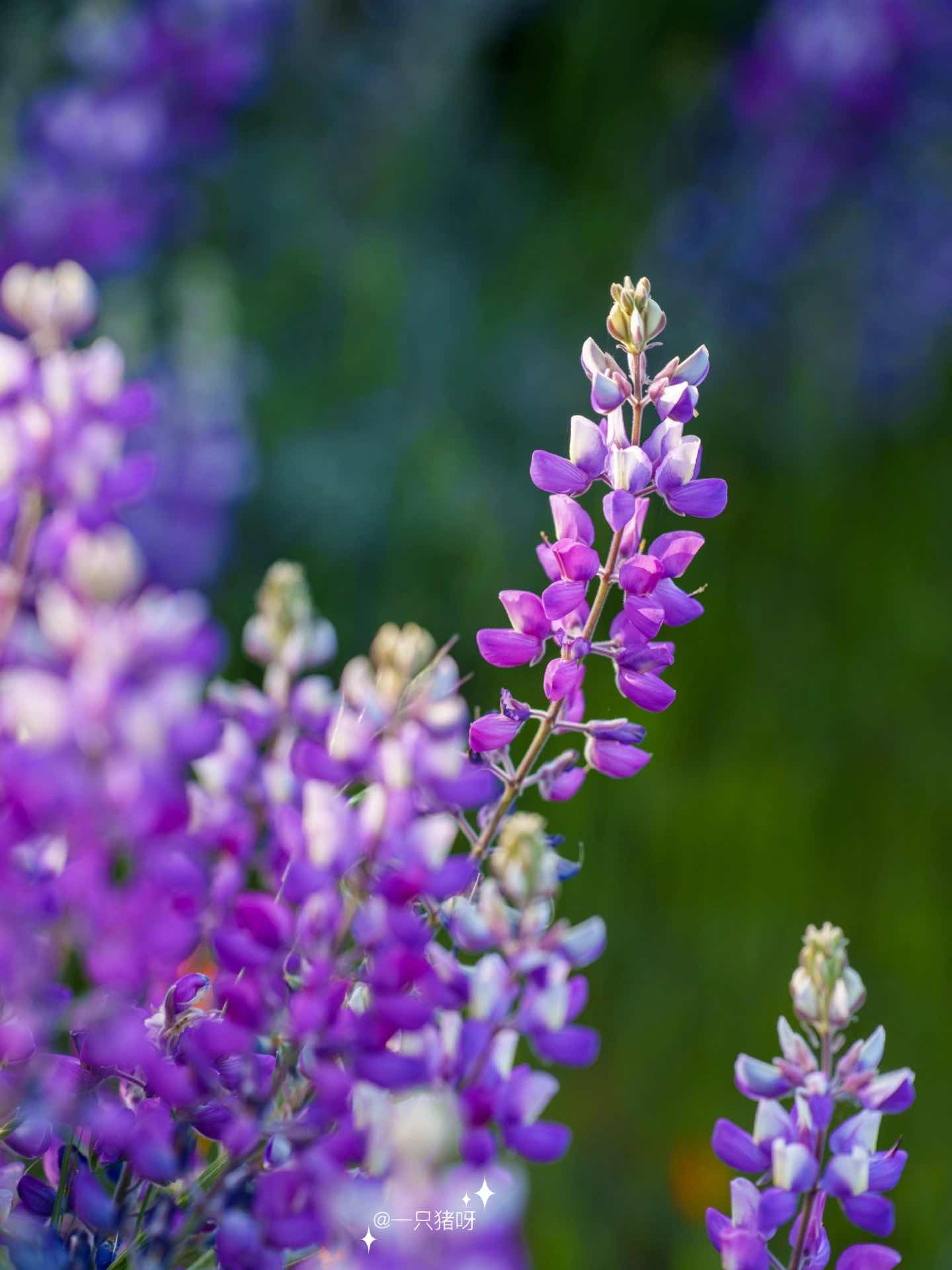Bay Area Hiking to see the sea of lupines