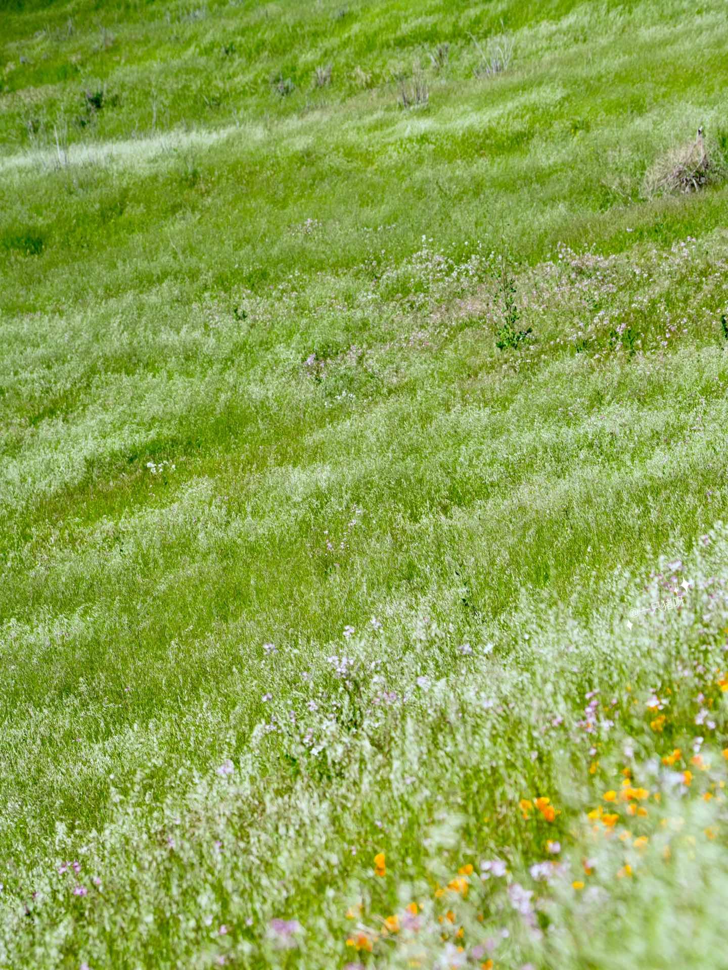 Bay Area Hiking with Blooming Wildflowers