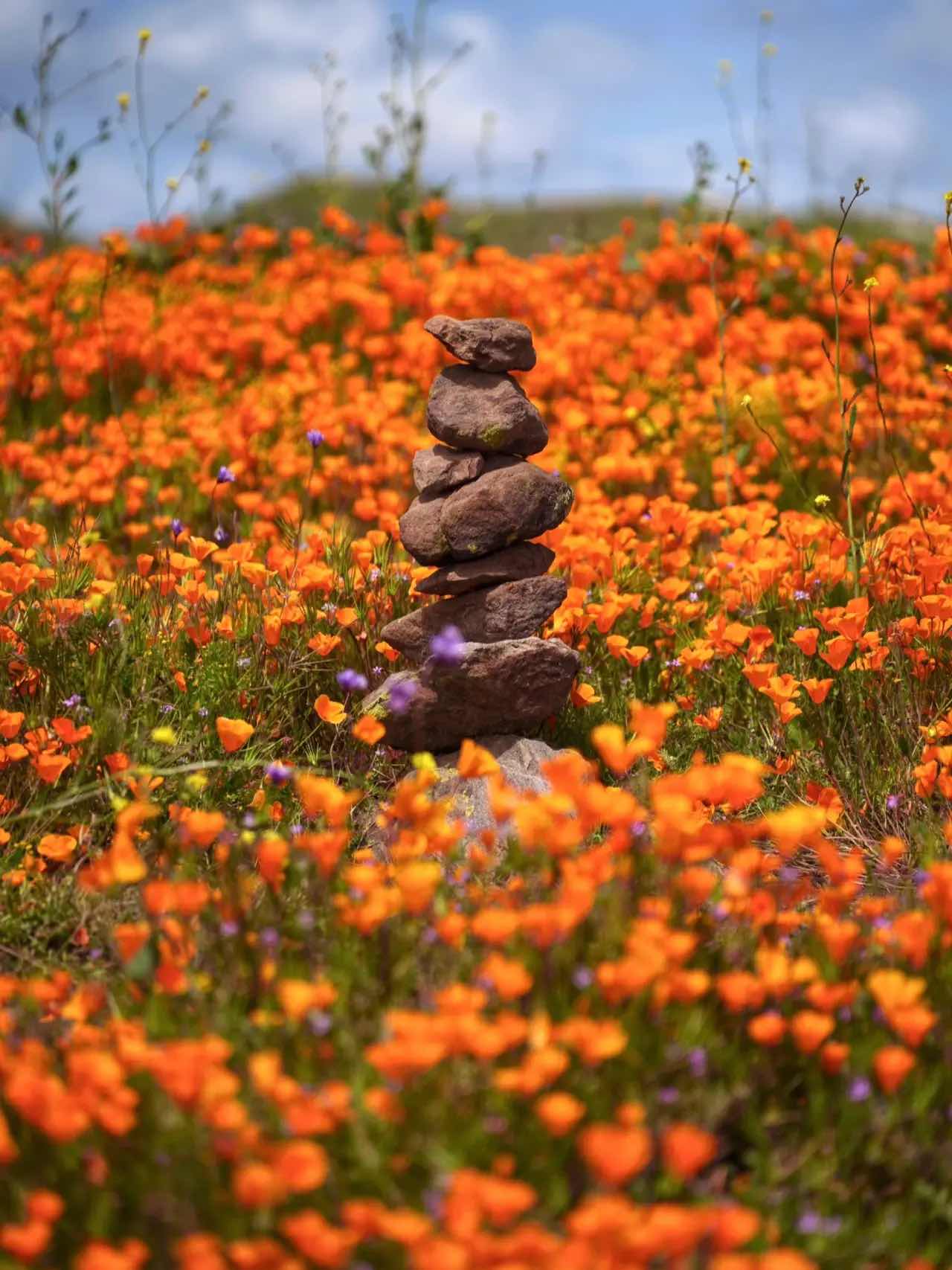 Free & Less Crowded Spots for Superbloom Appreciation in California