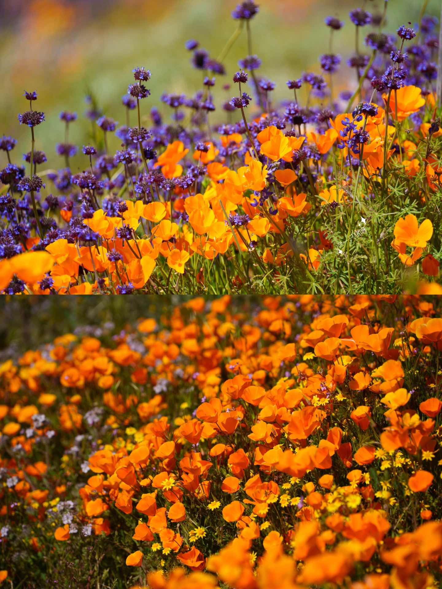 California Wildflower Superbloom Meets Lake Views