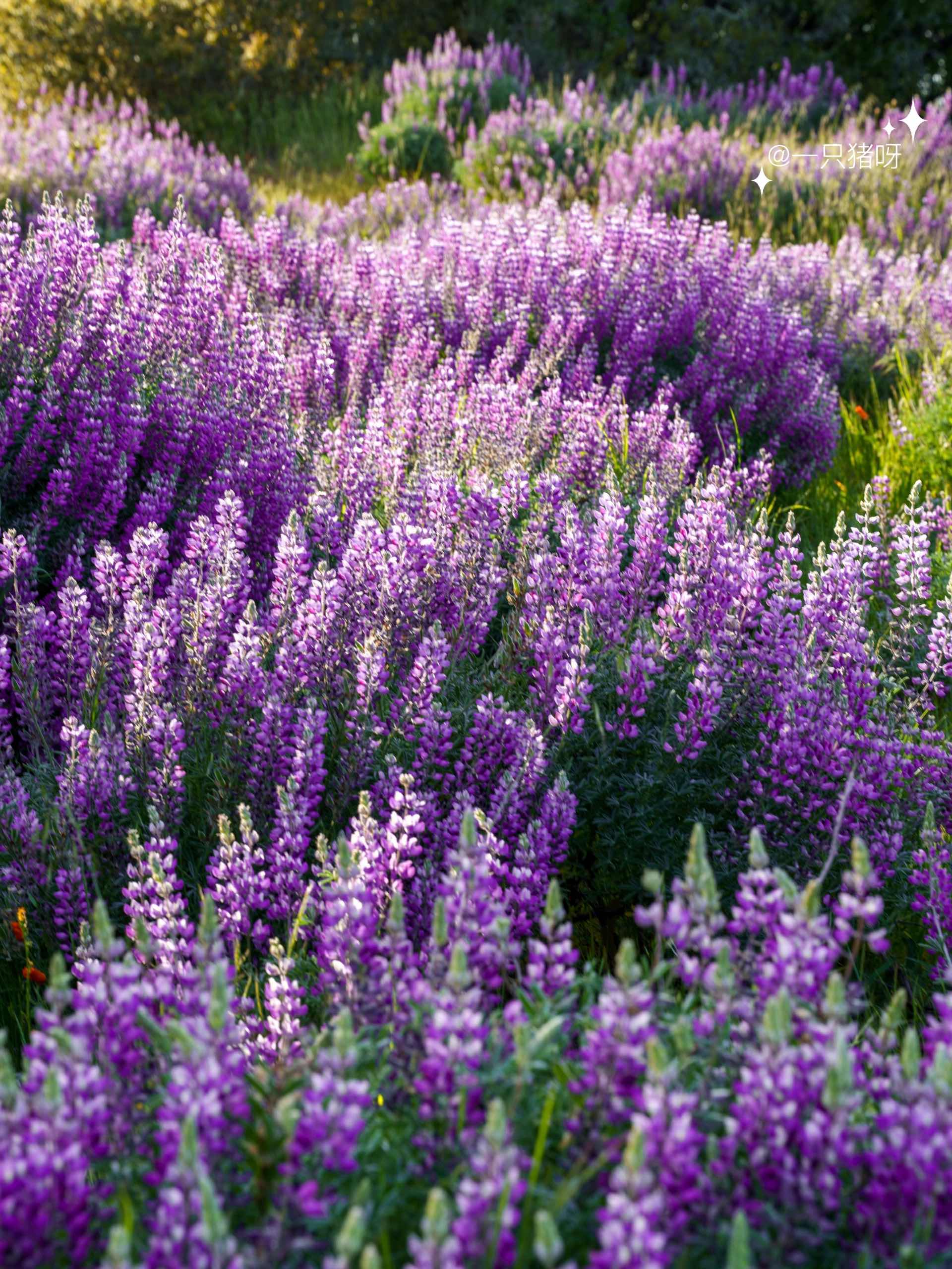 Bay Area Hiking to see the sea of lupines