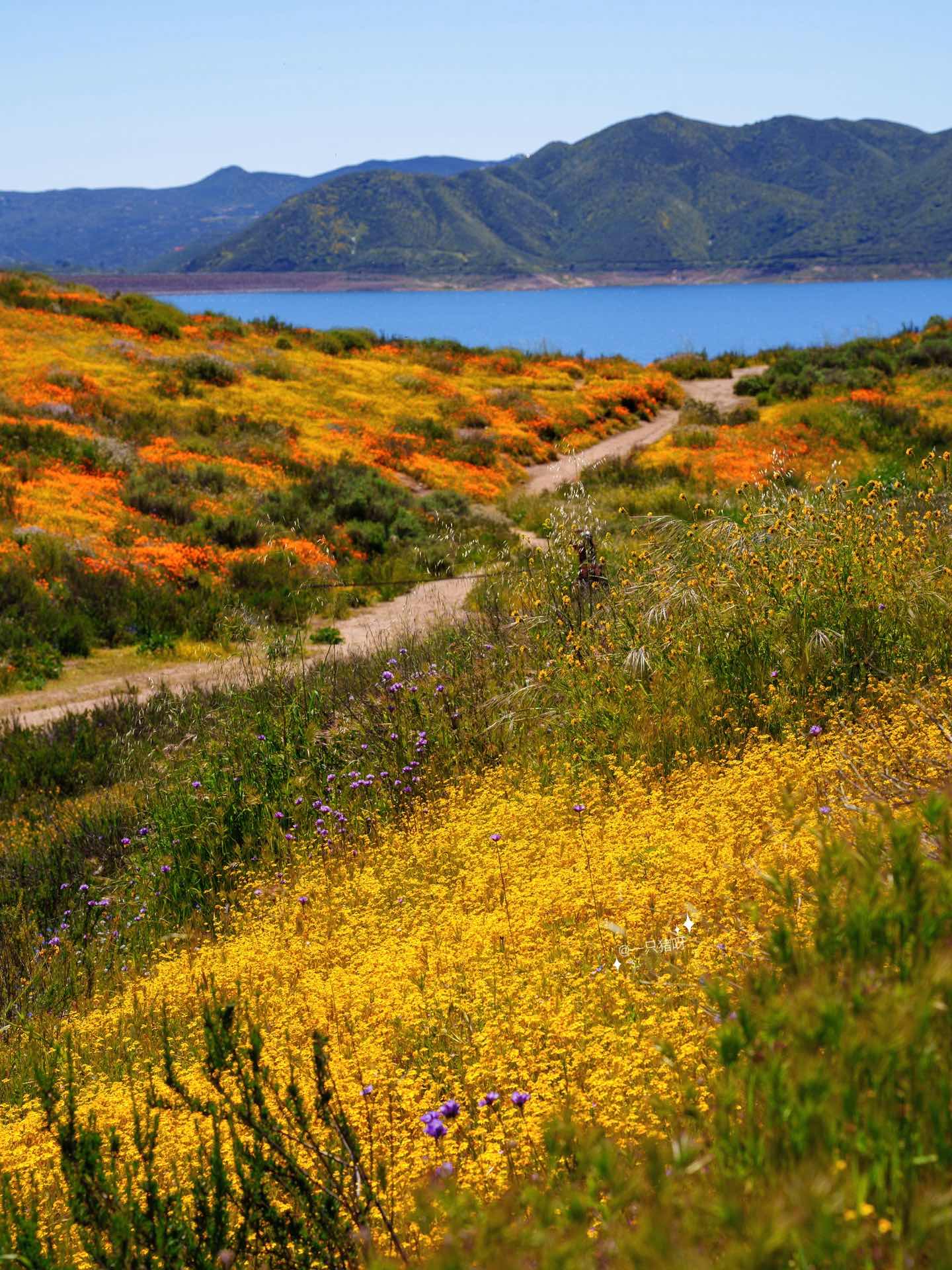 California Wildflower Superbloom Meets Lake Views