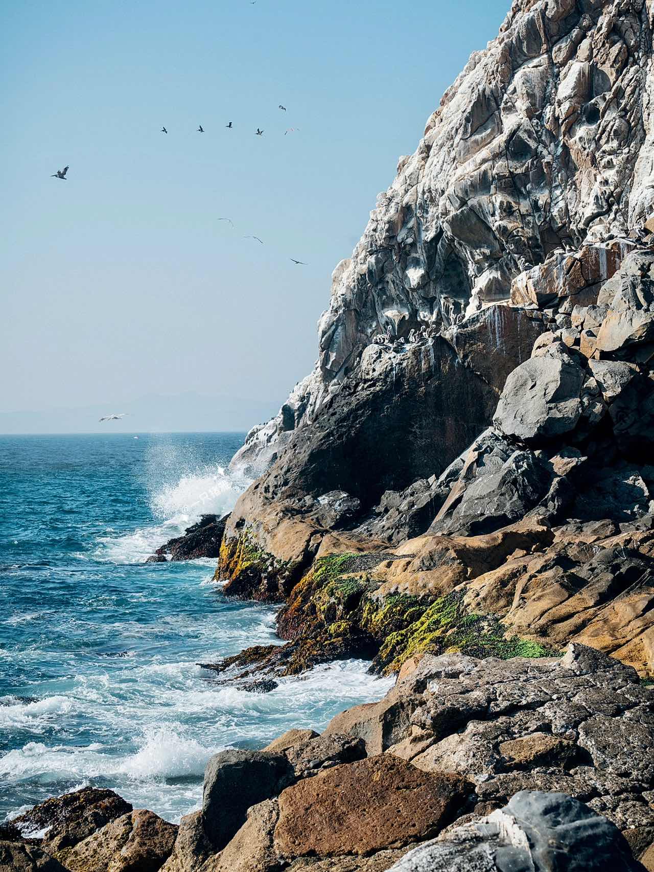 Morro Bay, CA: Unique Coastal Rocks, Whale Watching, & Sea Urchin