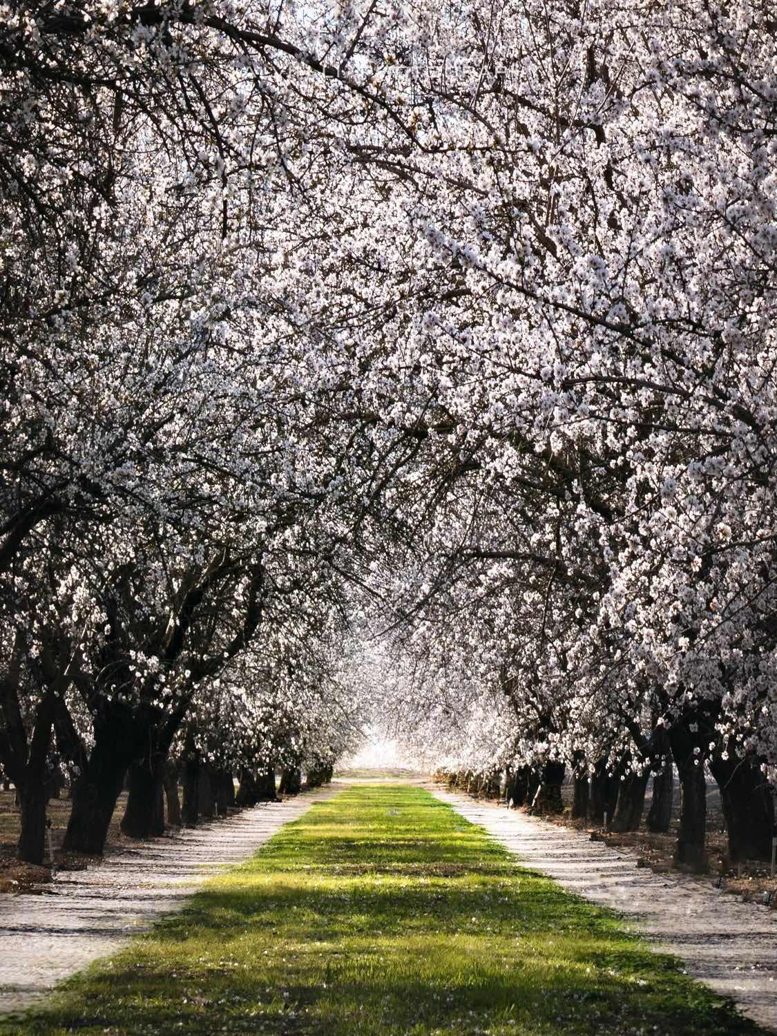 Bay Area | My Annual Flower Viewing Spots