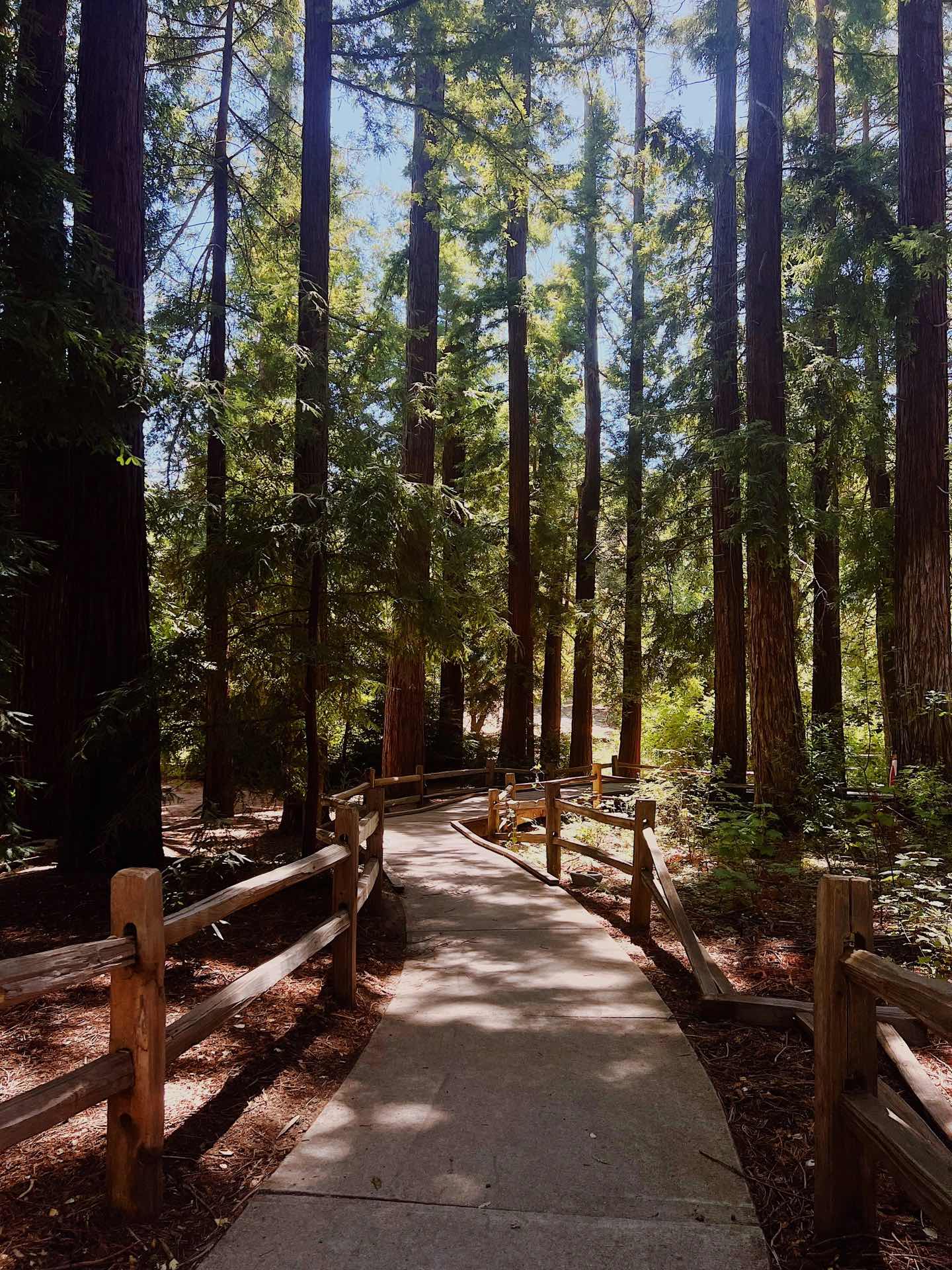 Stumbled Upon a Cat Taking a Stroll in the Redwood Forest Trails, Bay Area