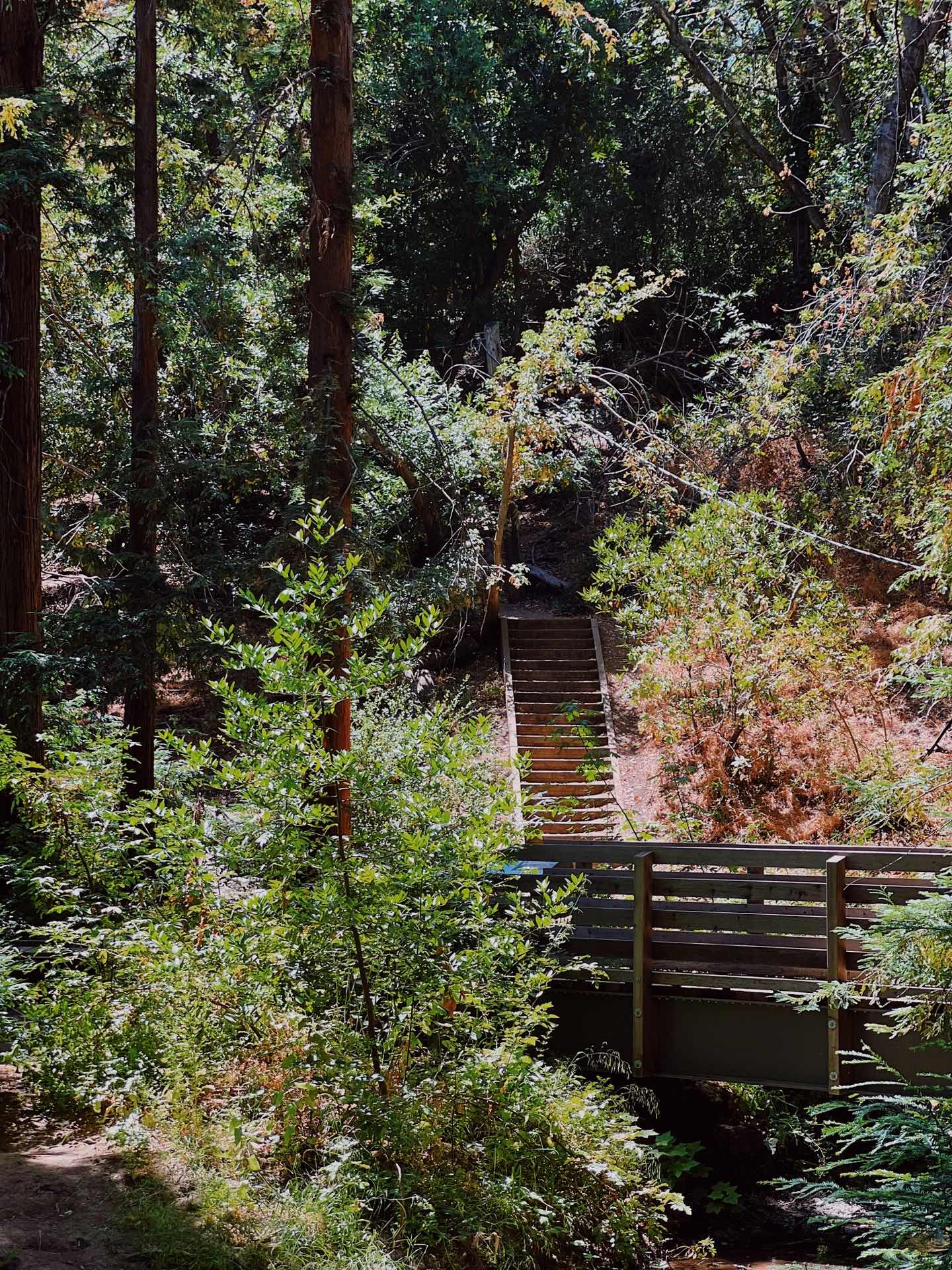 Stumbled Upon a Cat Taking a Stroll in the Redwood Forest Trails, Bay Area